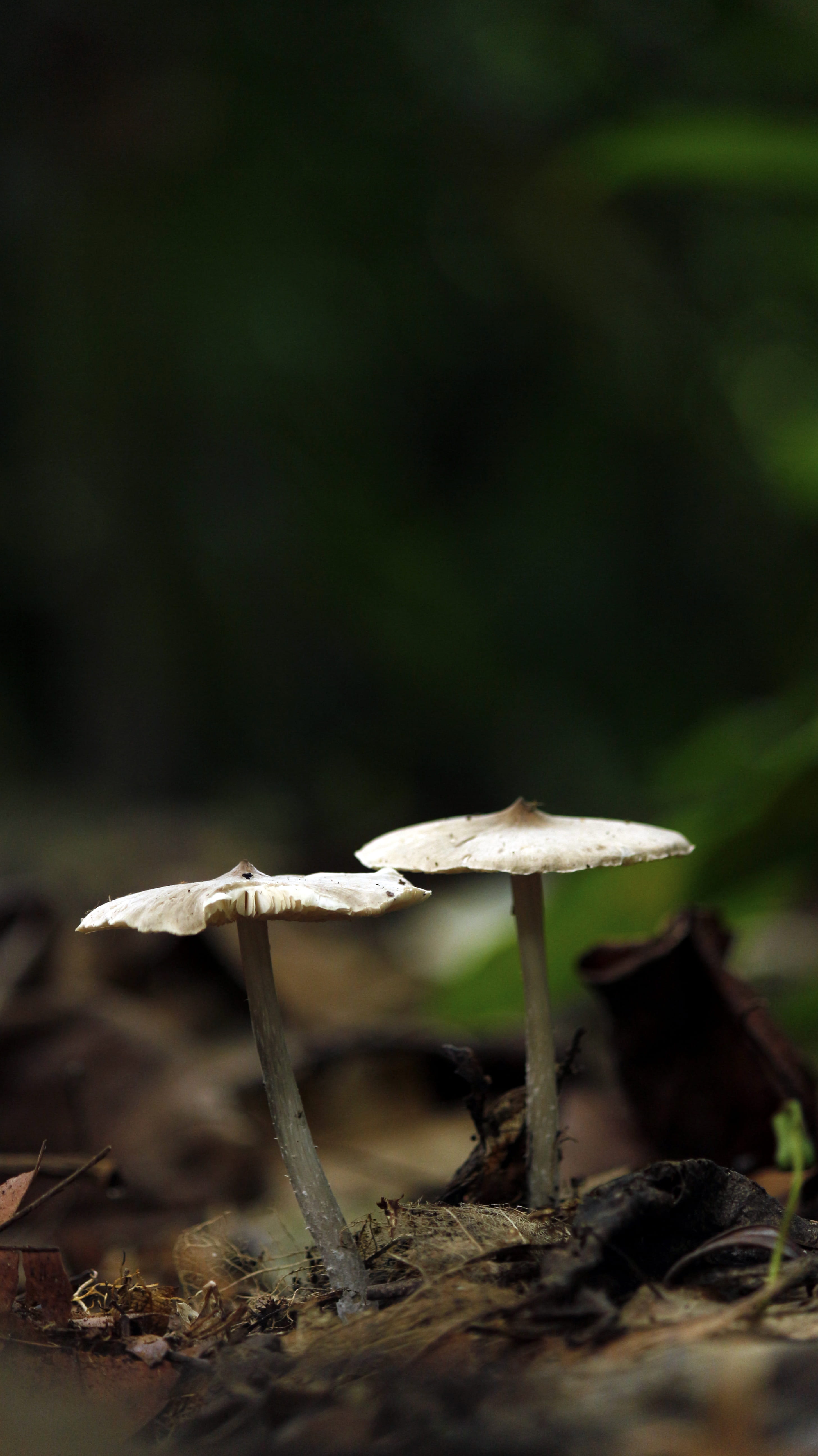vegetable, field, 5K, land, surface level, poisonous, day, food, no people, tree, focus, toadstool, vulnerability, plant, mushroom, fungus, edible agaric, Phone HD Wallpaper