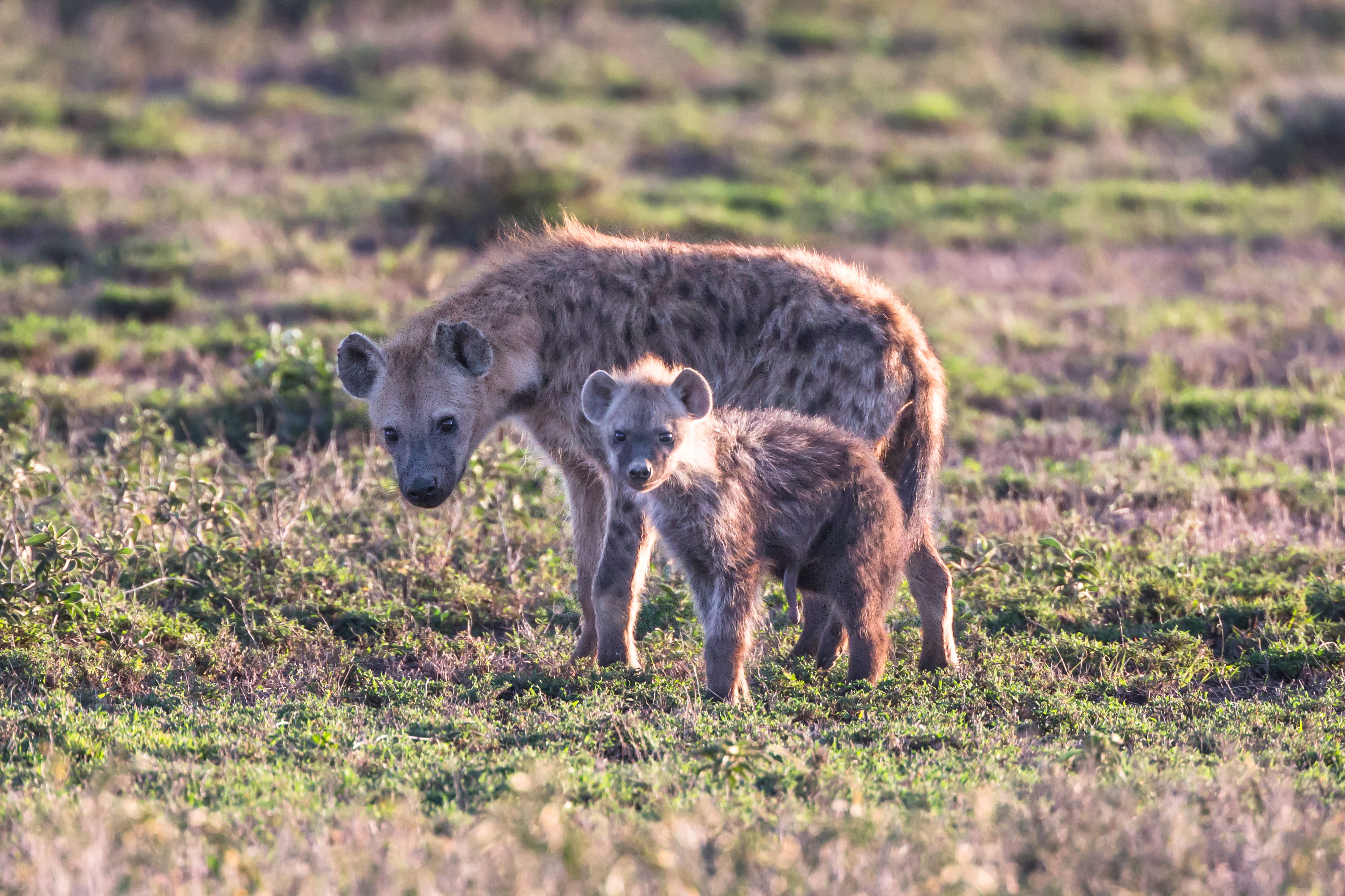 standing, mammal, field, two, photography, two animals, vertebrate, group of animals, land, 2K, animal themes, selective focus, side view, adult, animal family, HD Wallpaper