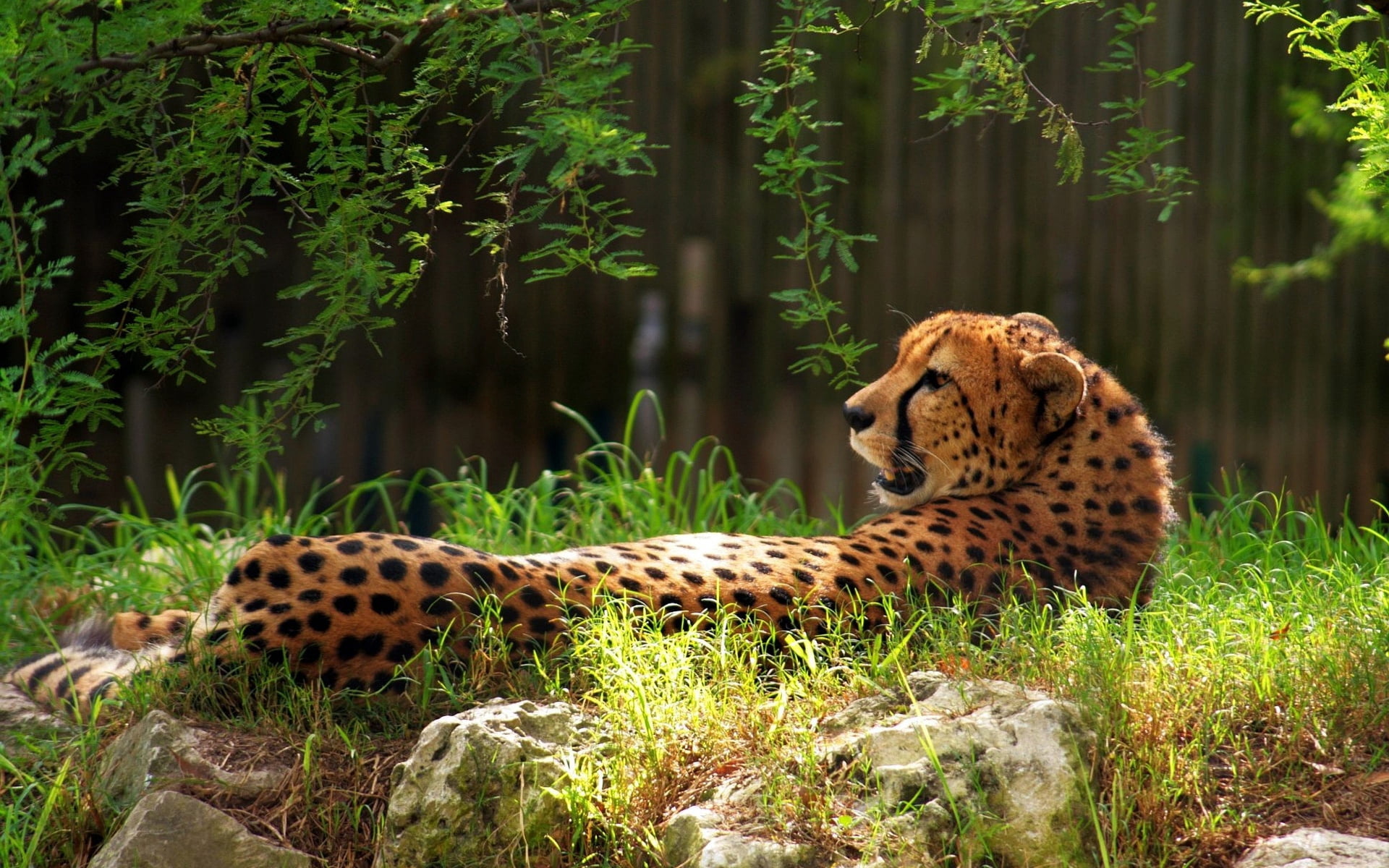 nature, carnivore, tanzania, east Africa, land, african Cheetah, nature Reserve, spotted, cat, danger, animal, animals And Pets, wildlife Reserve, savannah, HD Wallpaper
