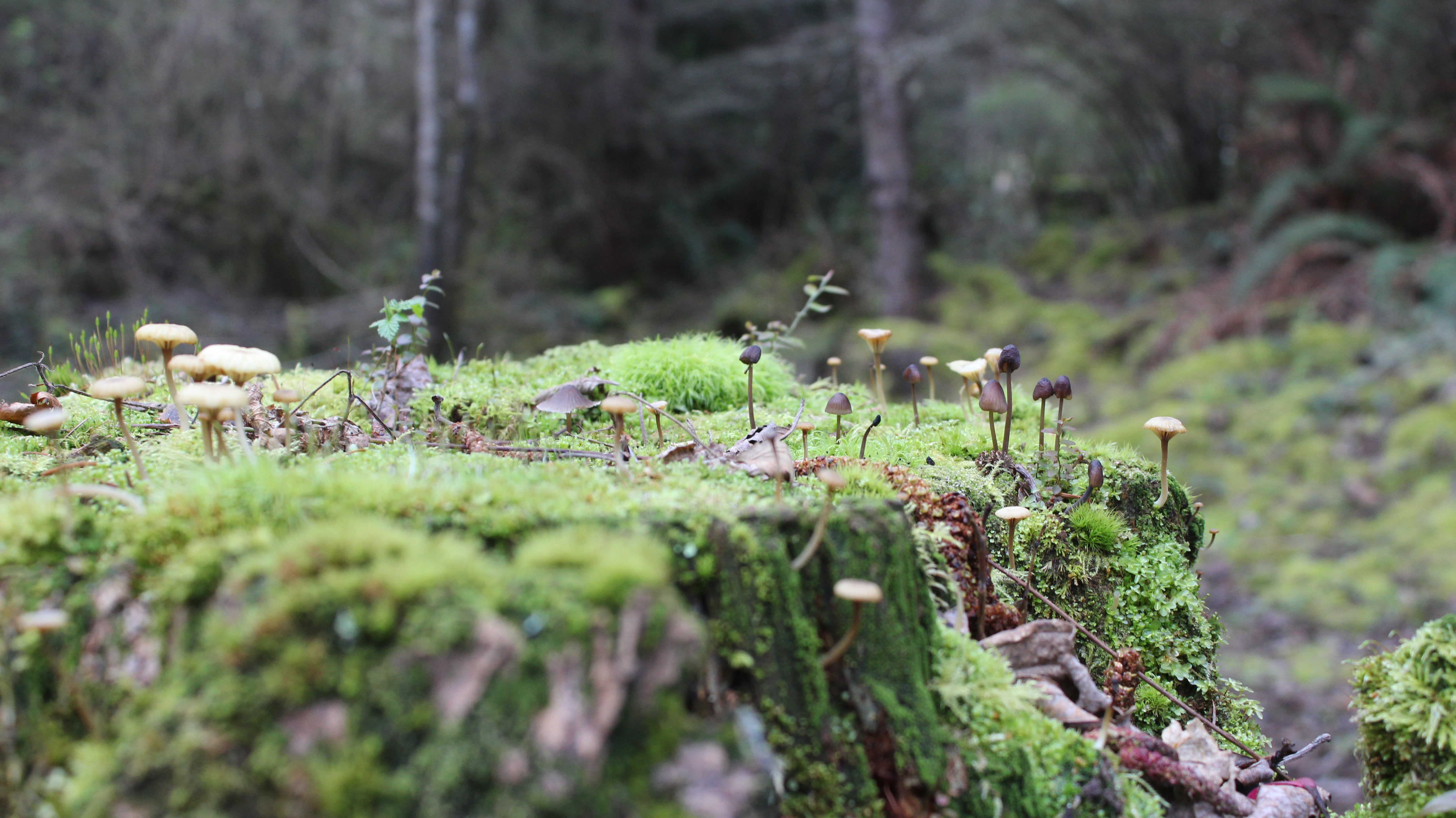 group of animals, day, food, fungus, outdoors, no people, land, forest, moss, mushroom, nature, field, 5K, growth, selective focus, tree, vegetable, large group of animals, HD Wallpaper