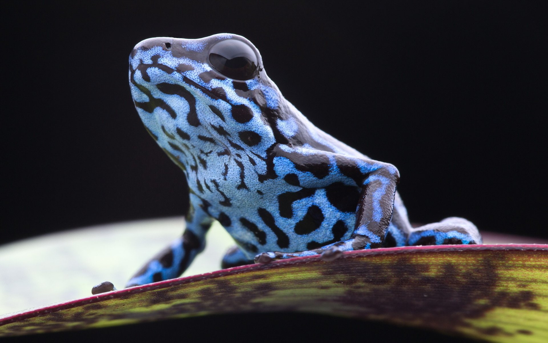 animal themes, close-up, Frogs, nature, vertebrate, Frog, reptile, 1080P, animal body part, animals in the wild, perching, outdoors, selective focus, animal wildlife, HD Wallpaper