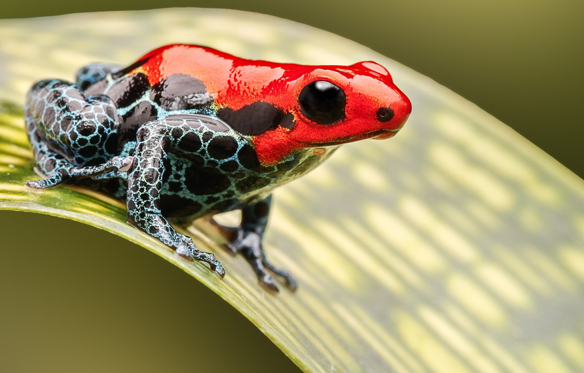 Frogs, 1080P, Poison dart frog, HD Wallpaper