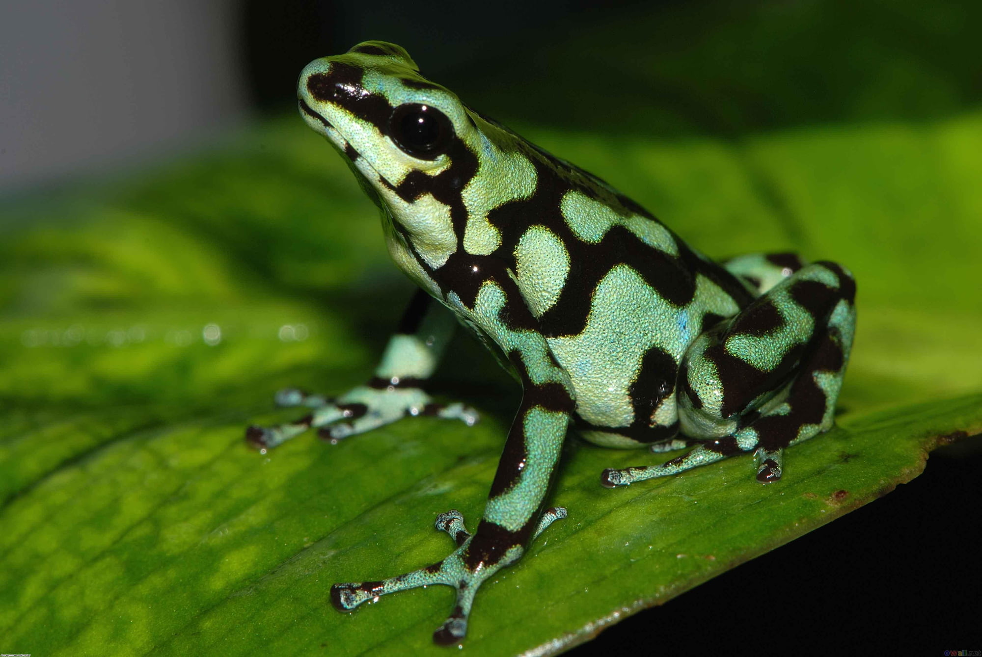Animal, 1080P, Poison dart frog, Frogs, Frog, Green, HD Wallpaper