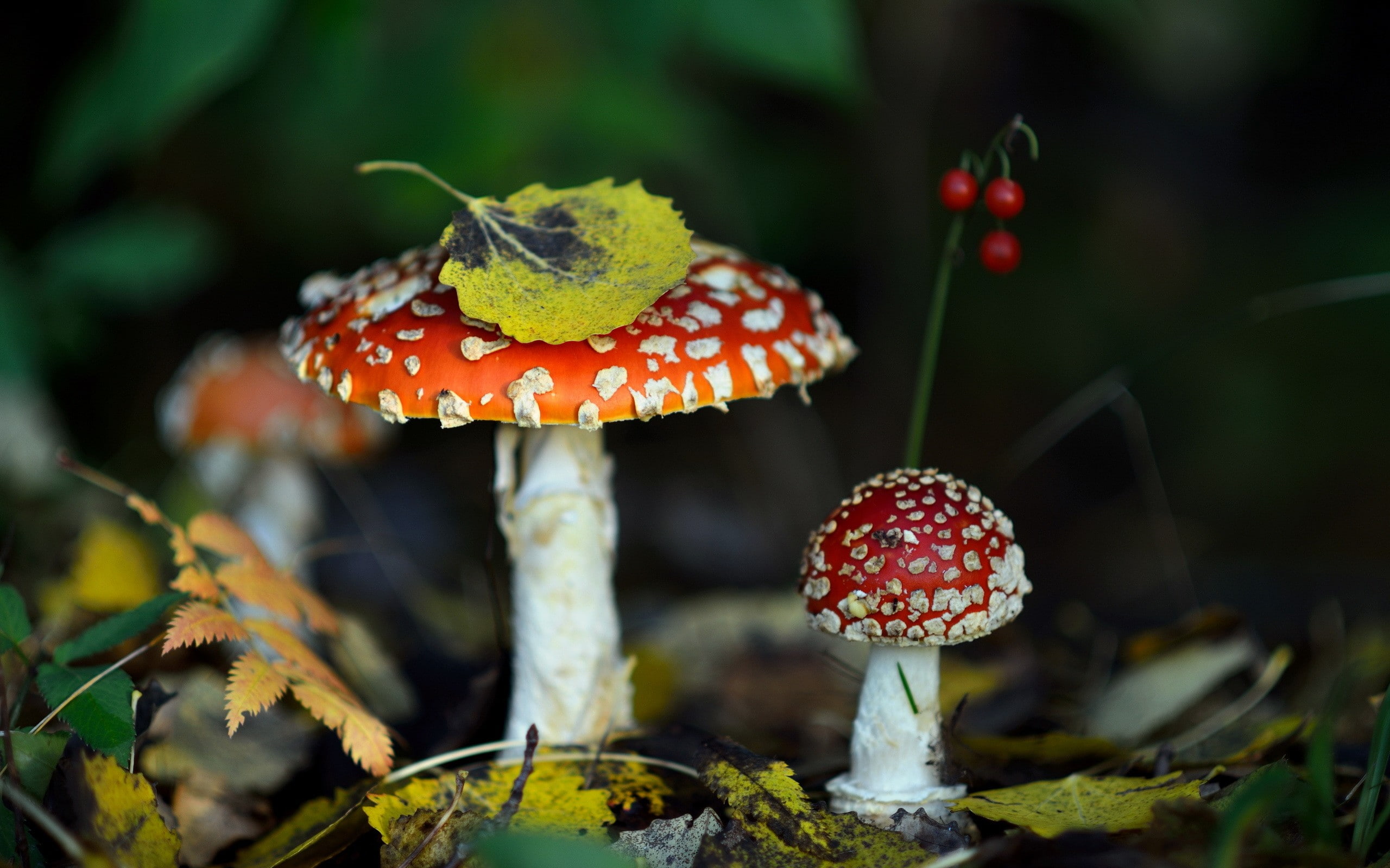 fly agaric, selective focus, mushroom, focus on foreground, land, red, fungus, vulnerability, surface level, no people, beauty in nature, 2K, close-up, HD Wallpaper