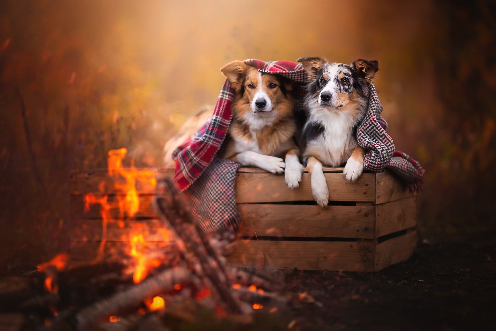 fire, a couple, the border collie, blanket, spotted, comfort, mood, two dogs, background, two, pair, heat, 1080P, look, autumn, the fire, plaid, pose, HD Wallpaper