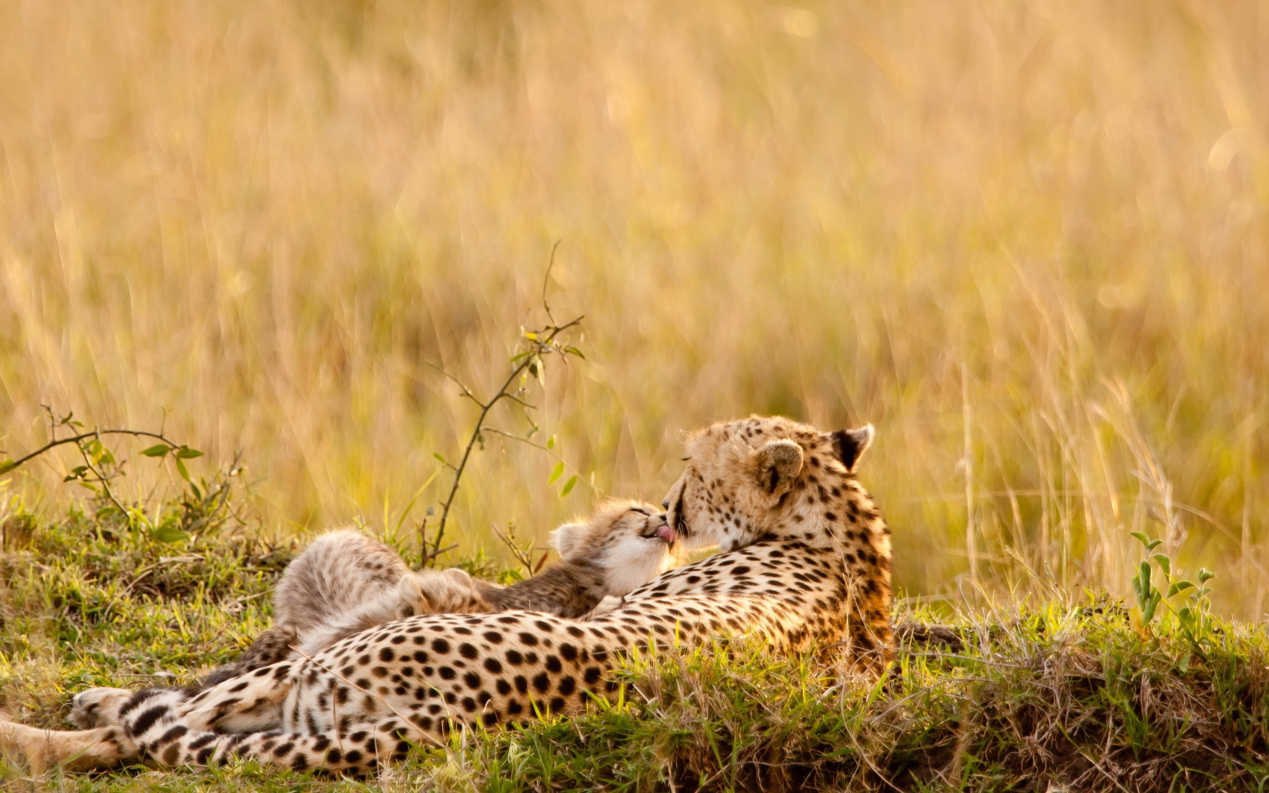 undomesticated Cat, leopard, savannah, national Park, cat, carnivora, plain, 2K, safari, feline, african Cheetah, carnivore, masai Mara National Reserve, HD Wallpaper