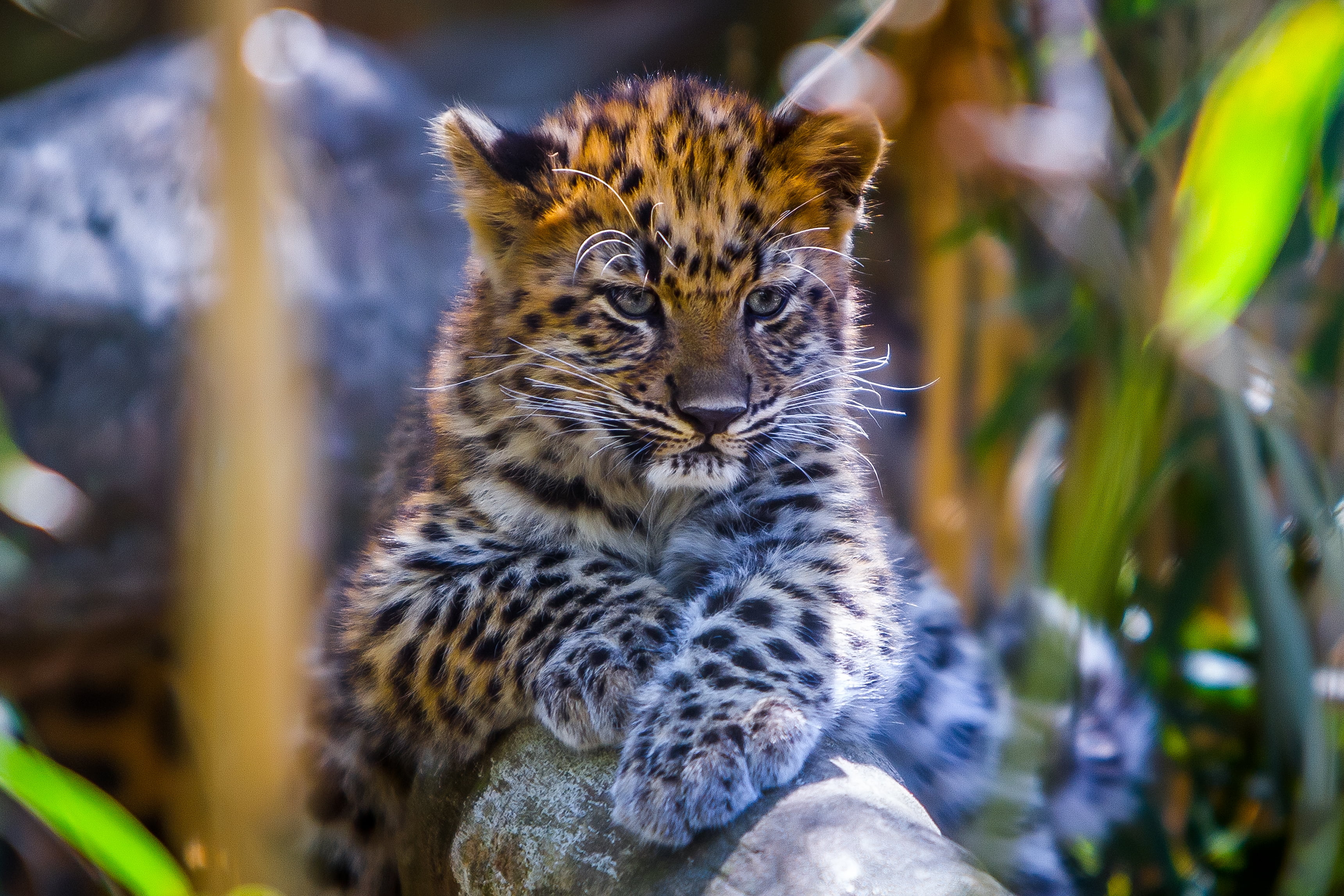 outdoors, vertebrate, leopard, fur, big Cat, africa, wilderness Area, undomesticated Cat, large, looking, safari Animals, wildlife, spotted, animal Head, HD Wallpaper