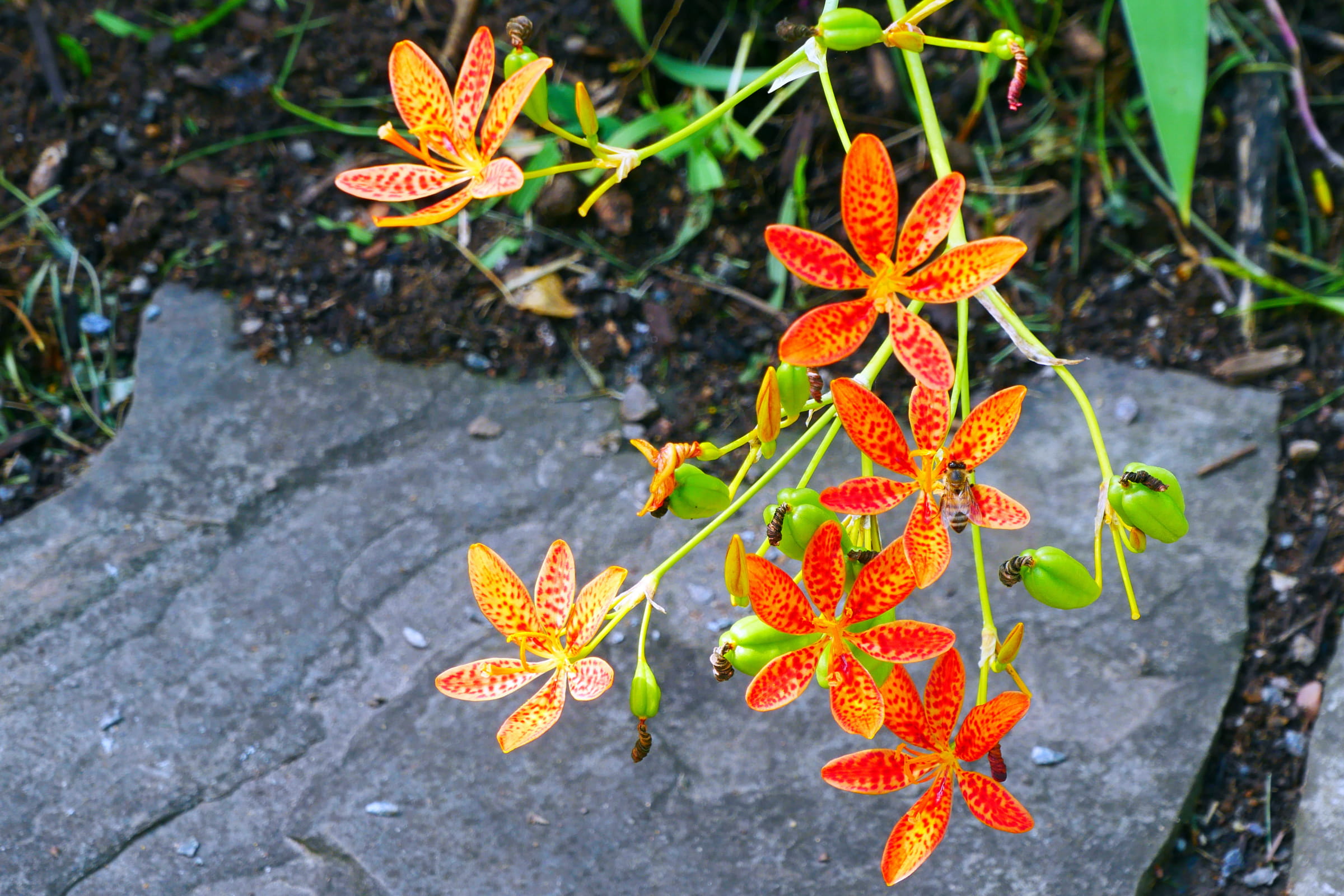 bloom, leaf, flower image, lily, red, orange color, 1080P, flowers photos, blackberry lily, commonly, nature, close-up, gray, maple leaf, plant, leopard lily, HD Wallpaper