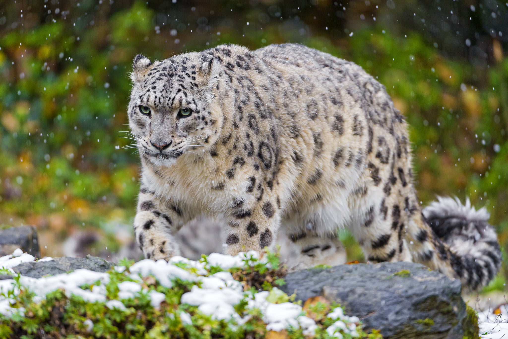 animal wildlife, looking, beauty In Nature, whisker, prowling, spotted, predator, staring, extreme Terrain, one animal, selective focus, nature, 1080P, HD Wallpaper