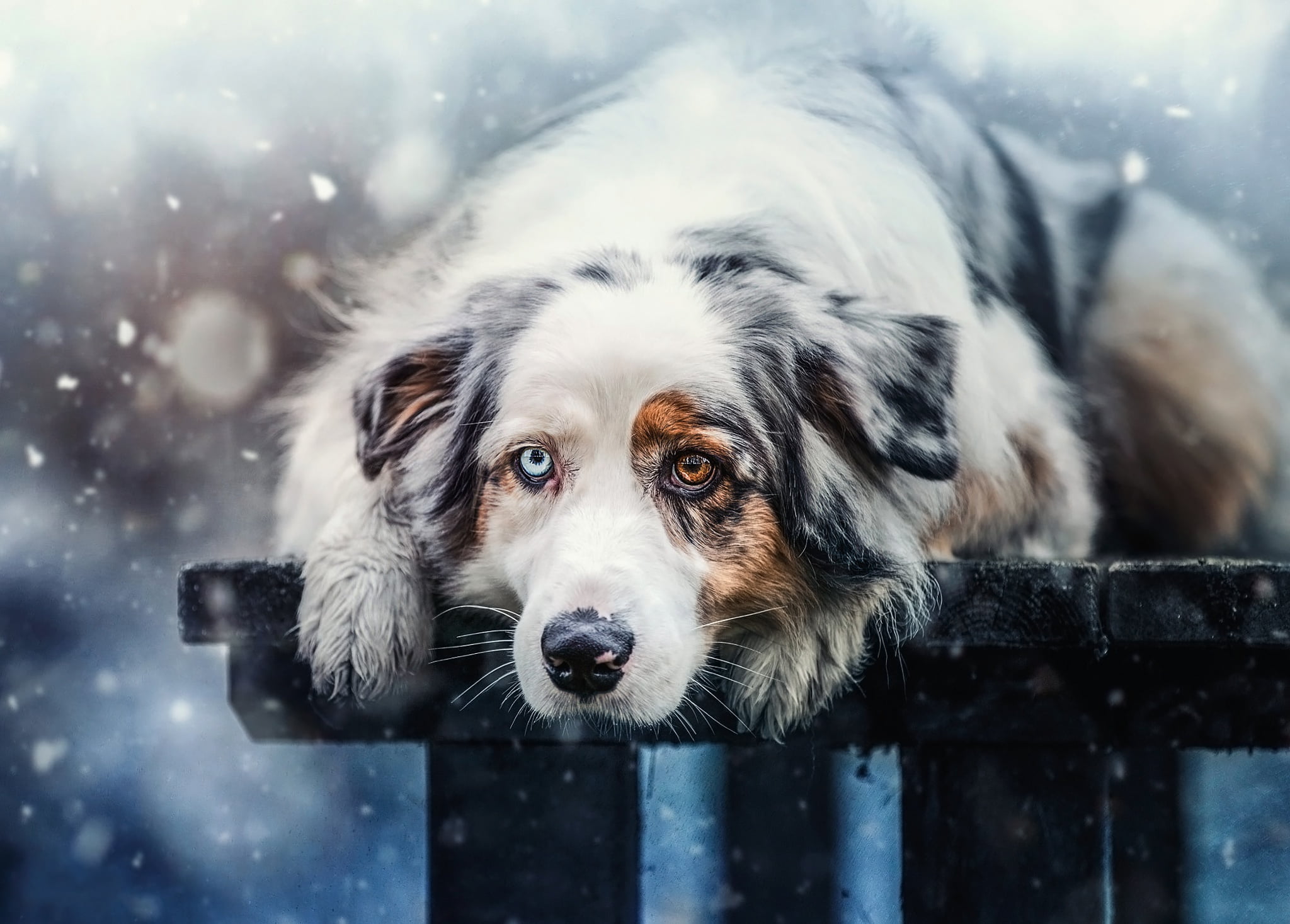 spotted, photoart, snow, bench, 1080P, background, face, Australian shepherd, dog, nature, paws, Aussie, winter, mood, snowfall, look, portrait, lies, HD Wallpaper