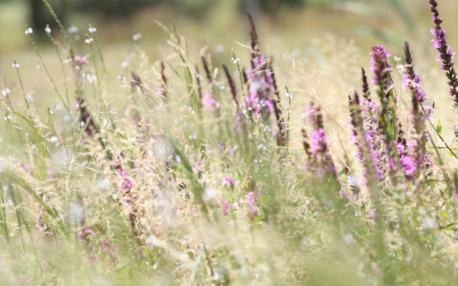 heather, 1080P, royal, purple, strength, field, spring, beauty, solitude, admiration, photography, flowers, HD Wallpaper