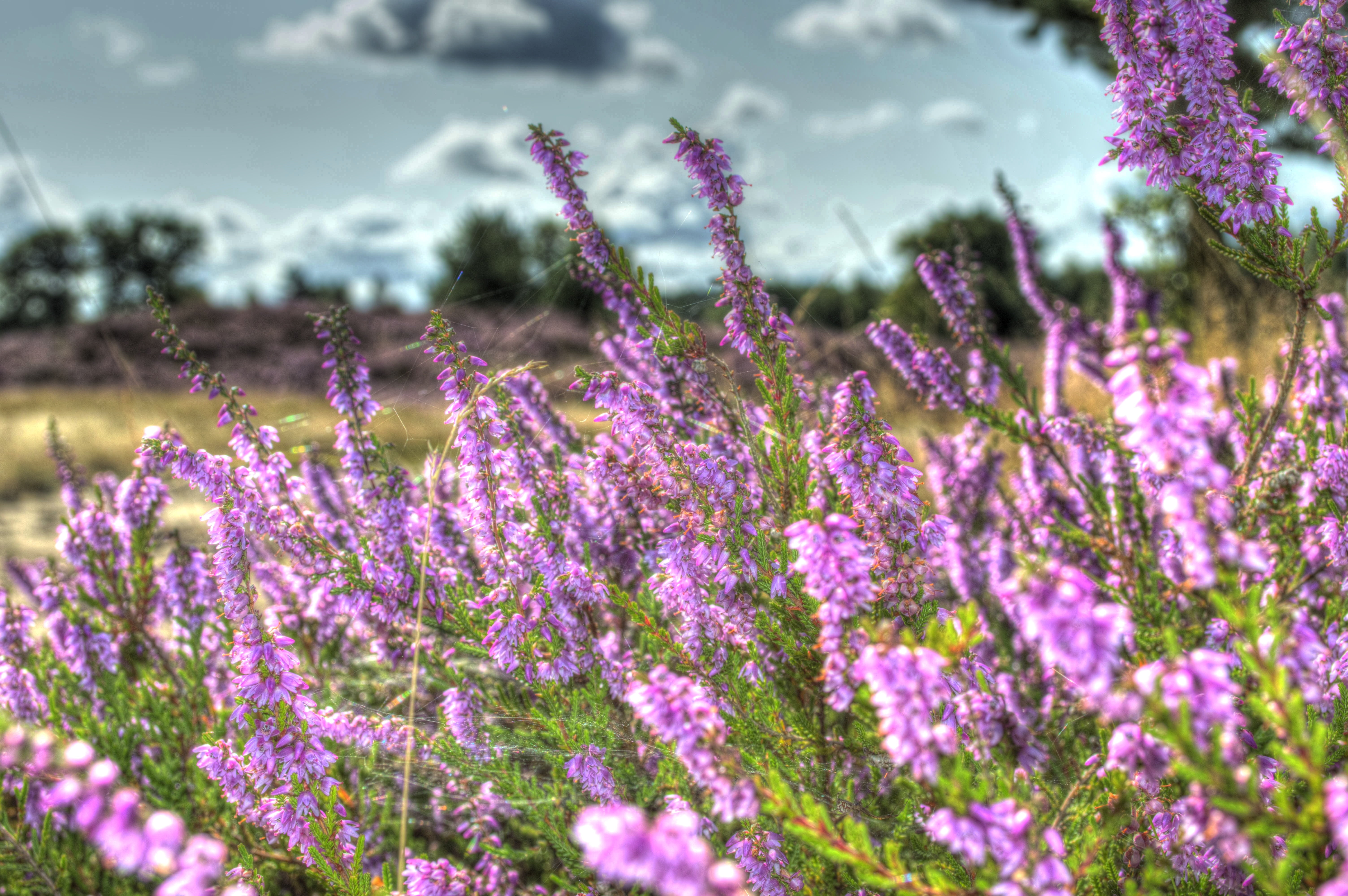 lüneburg heath, land, growth, flower head, blossom, herb, outdoors, lüneburg, sky, no people, heidenfest, close-up, wilsede, selective focus, ornamental garden, HD Wallpaper