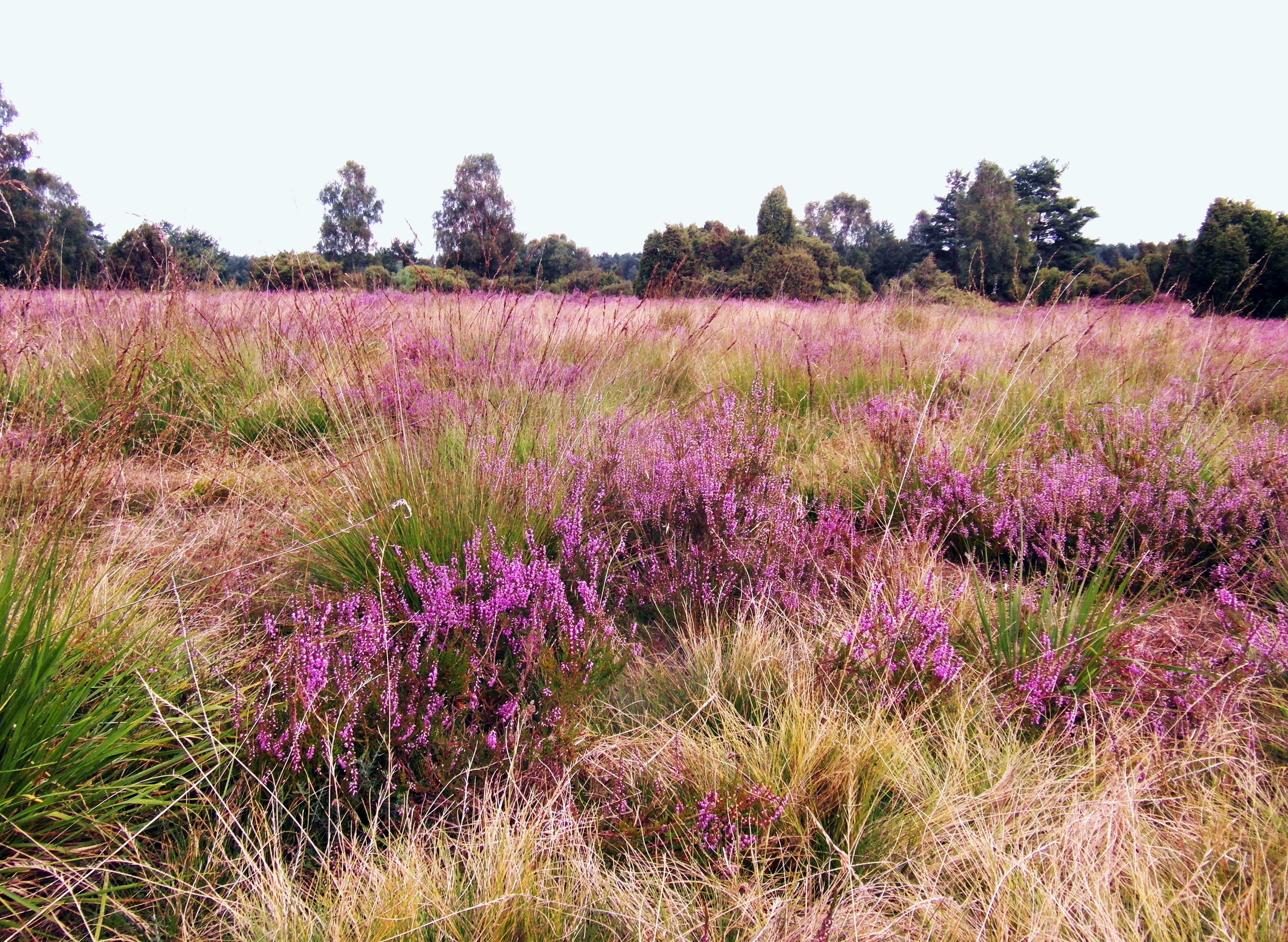 august, land, flowering plant, flowerbed, heathland, field, lavender, no people, scenics - nature, flowers, sky, Lüneburg, purple, Heather, environment, HD Wallpaper
