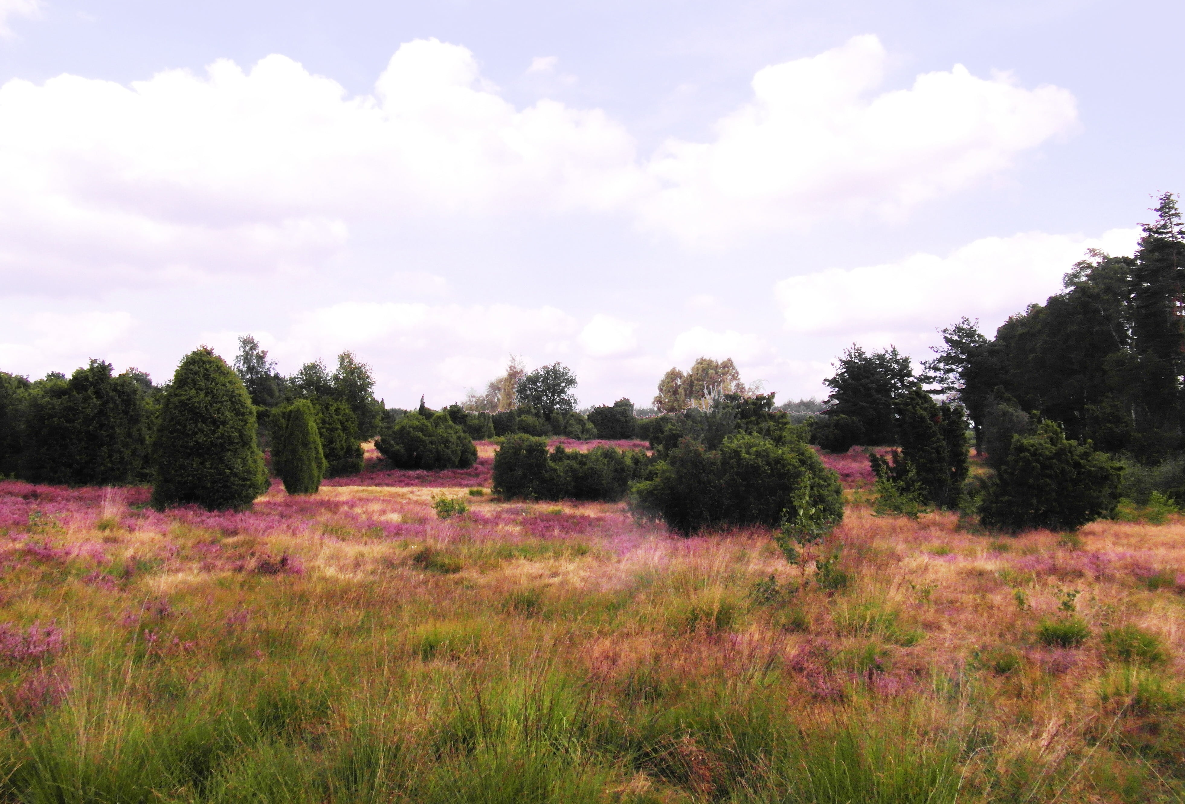 nature, non-urban scene, flowers, plant, growth, field, plain, grass, flowering plant, beauty in nature, pink, no people, tranquil scene, lüneburg, heather, HD Wallpaper