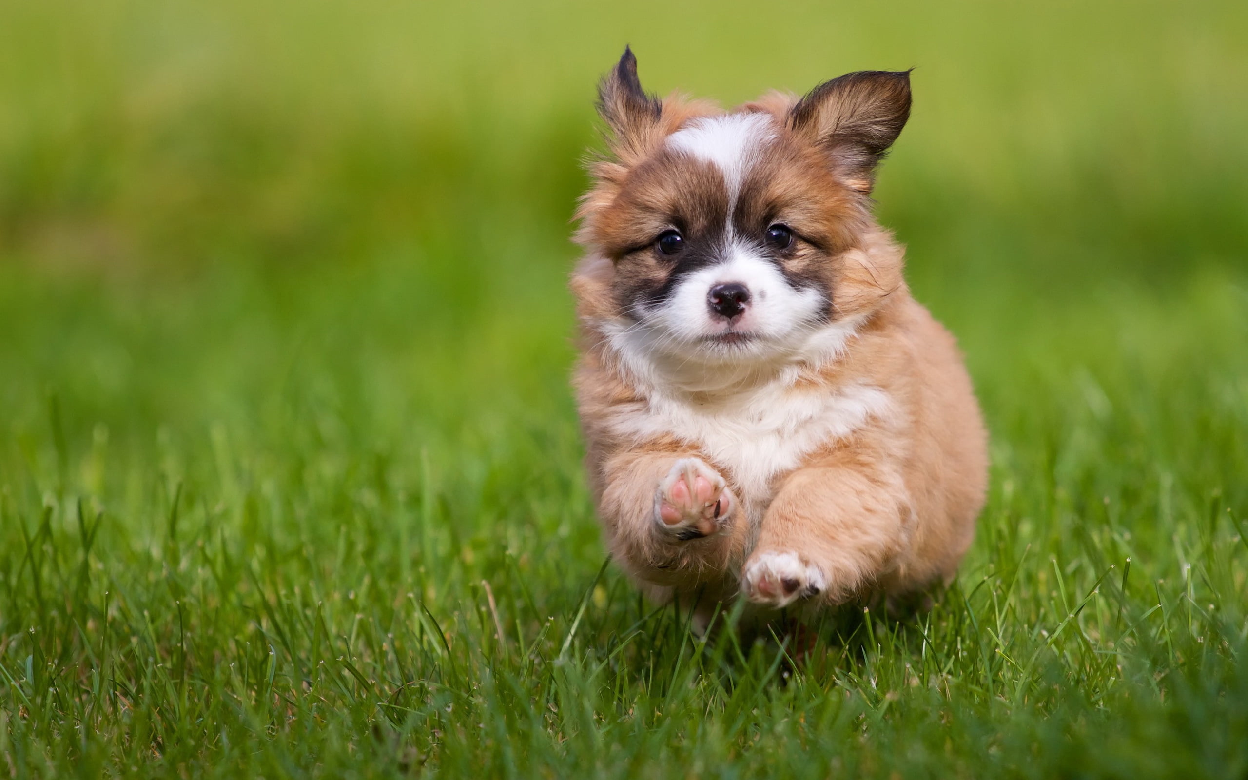 dog, nature, one Animal, running, brown, field, land, chihuahua - Dog, canine, vertebrate, pomeranian, plant, mammal, lap dog, animal themes, looking, friendship, HD Wallpaper
