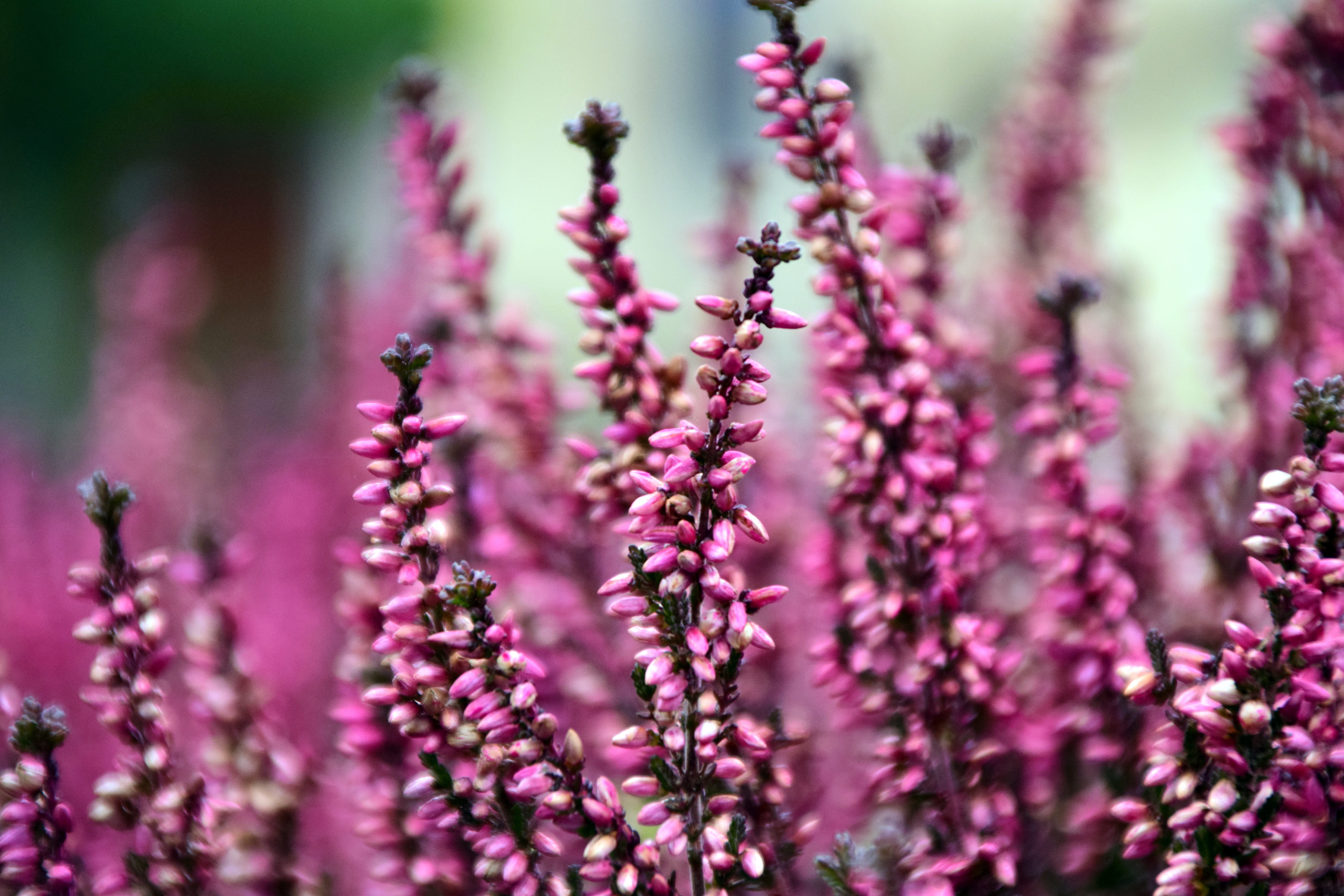close, beauty in nature, alive, flowerbed, freshness, flower, genus, blossom, flowering plant, calluna, growth, erika, plant, no people, autumn, land, periwinkle, HD Wallpaper