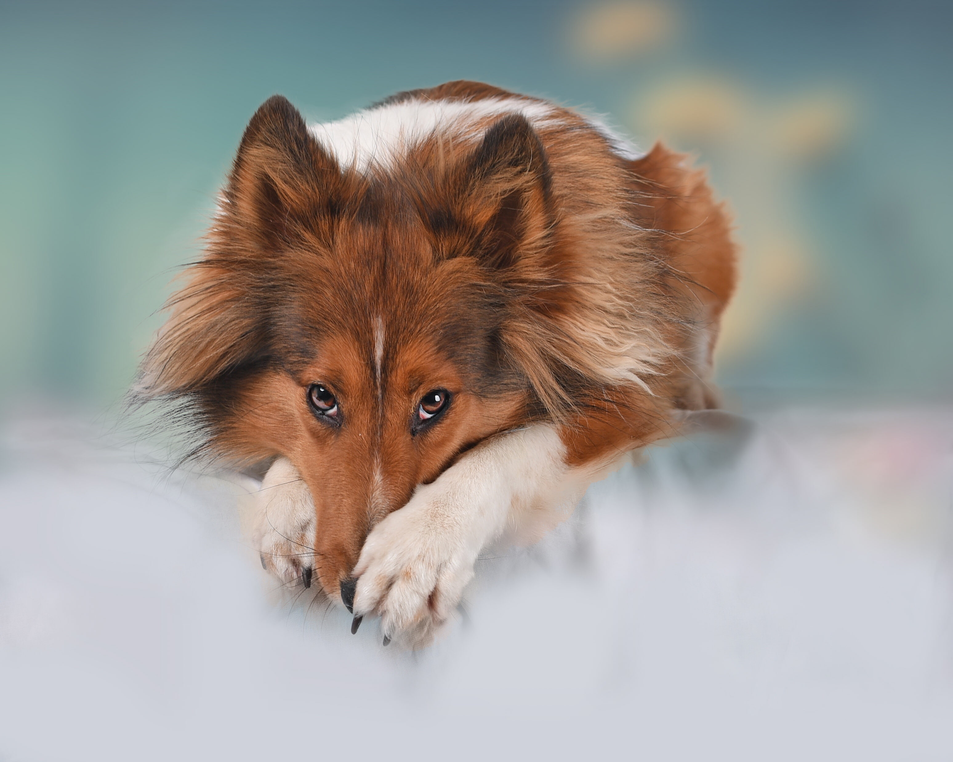 look, 2K, background, Shetland Sheepdog, paws, Sheltie, dog, face, HD Wallpaper