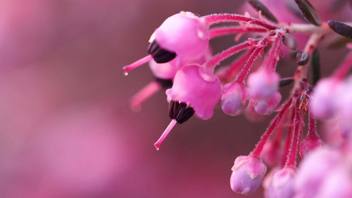 pink, blur, background, close-up, flowers, bush, buds, heather, twig, bokeh, 720P, HD Wallpaper