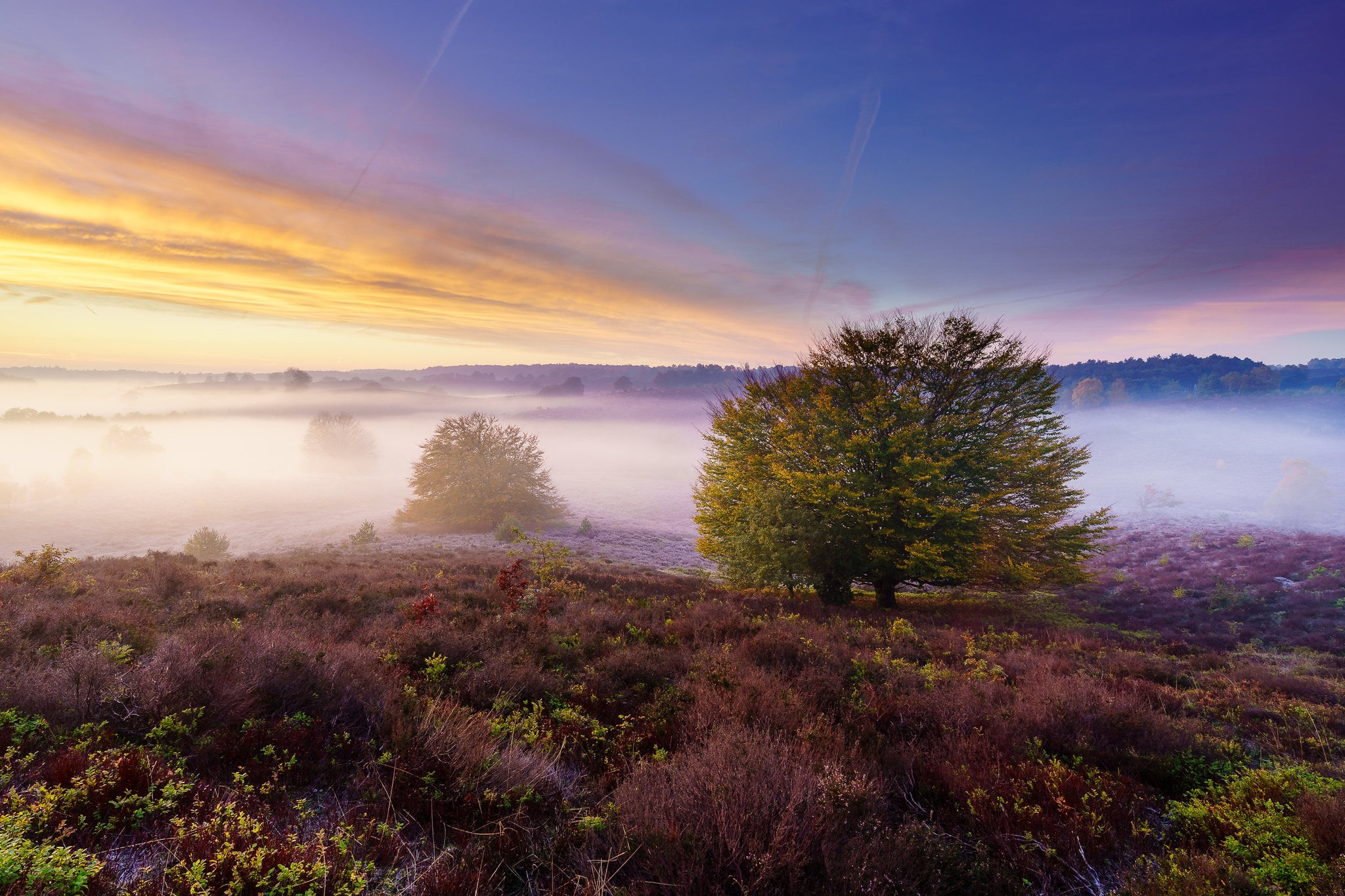 field, Heather, 1080P, fog, shrub, HD Wallpaper