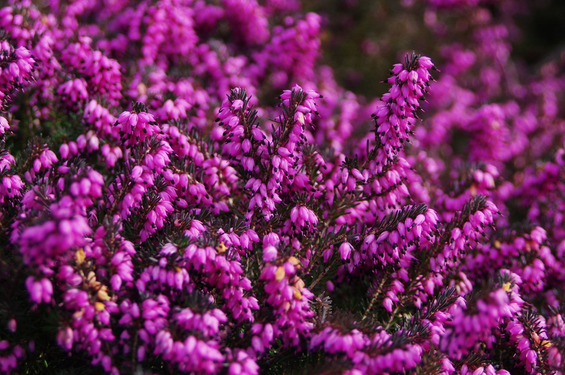 heather, fragility, flower head, selective focus, heath plant, 1080P, beauty in nature, purple, flowering plant, no people, flower, growth, nature, freshness, HD Wallpaper