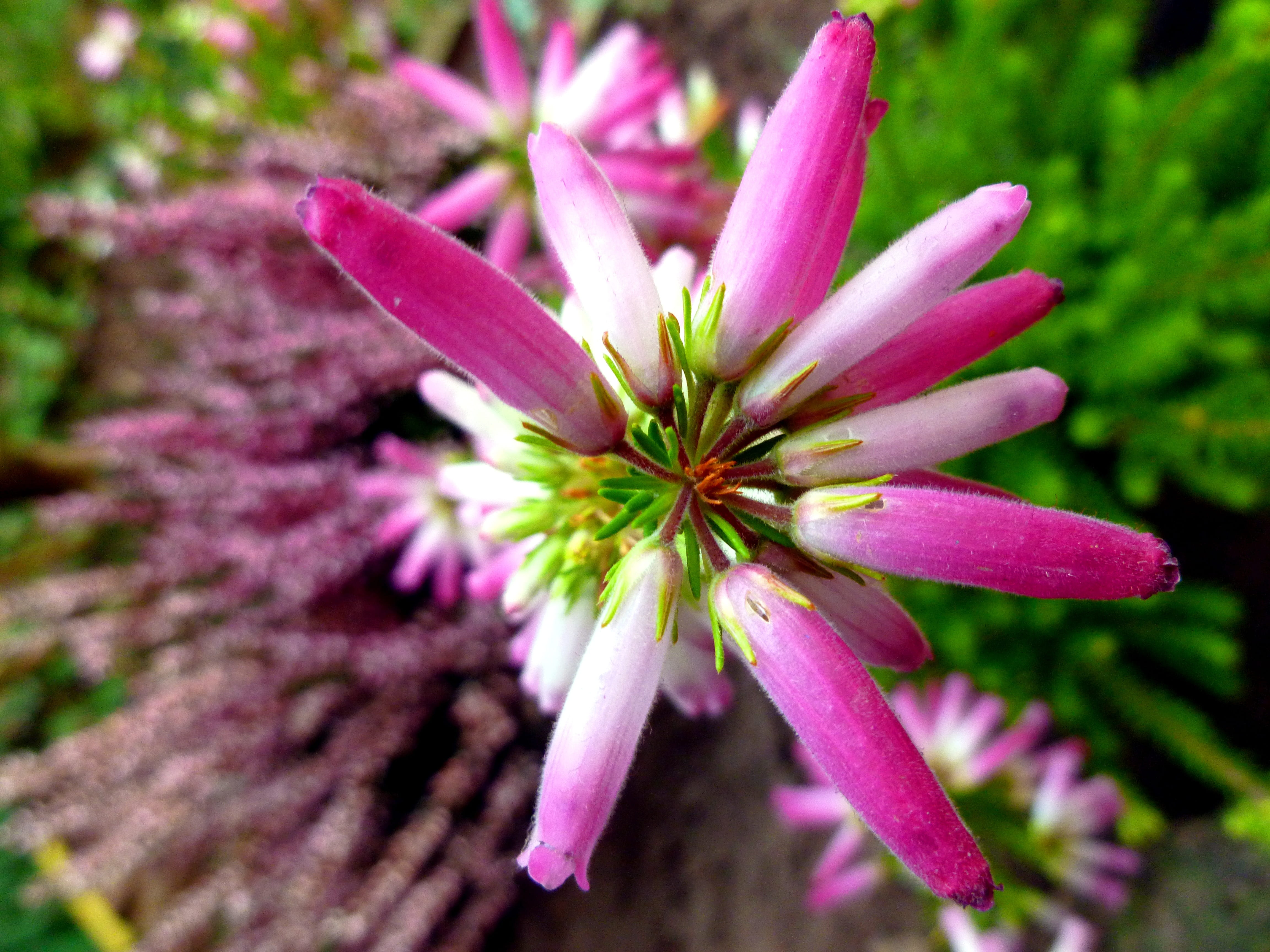 Erika, pink Color, nature, growth, Blossoms, close-up, outdoors, springtime, Heather, fragility, macro, needle like leaves, green Color, 4K, pink, focus on foreground, HD Wallpaper
