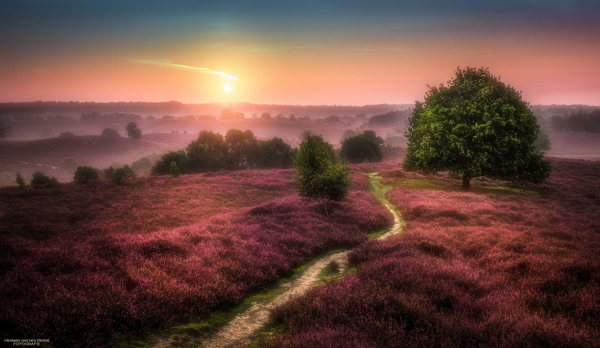 Earth, Purple Flower, 1080P, Path, Tree, Heather, Flower, HD Wallpaper