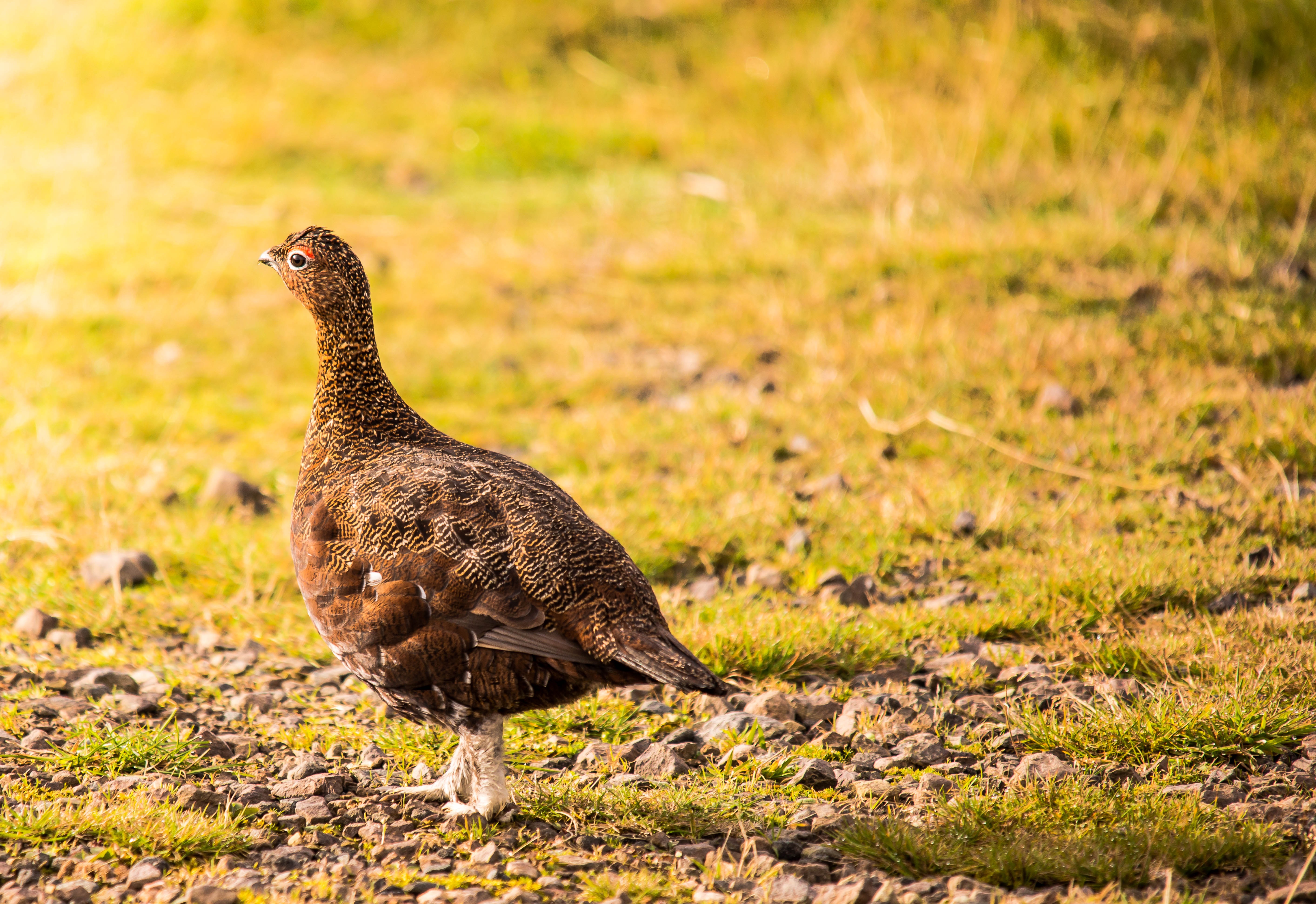 animal themes, grouse, chicken - bird, full length, peahen, no people, heather, side view, photography, focus on foreground, birdwatching, field, one animal, HD Wallpaper