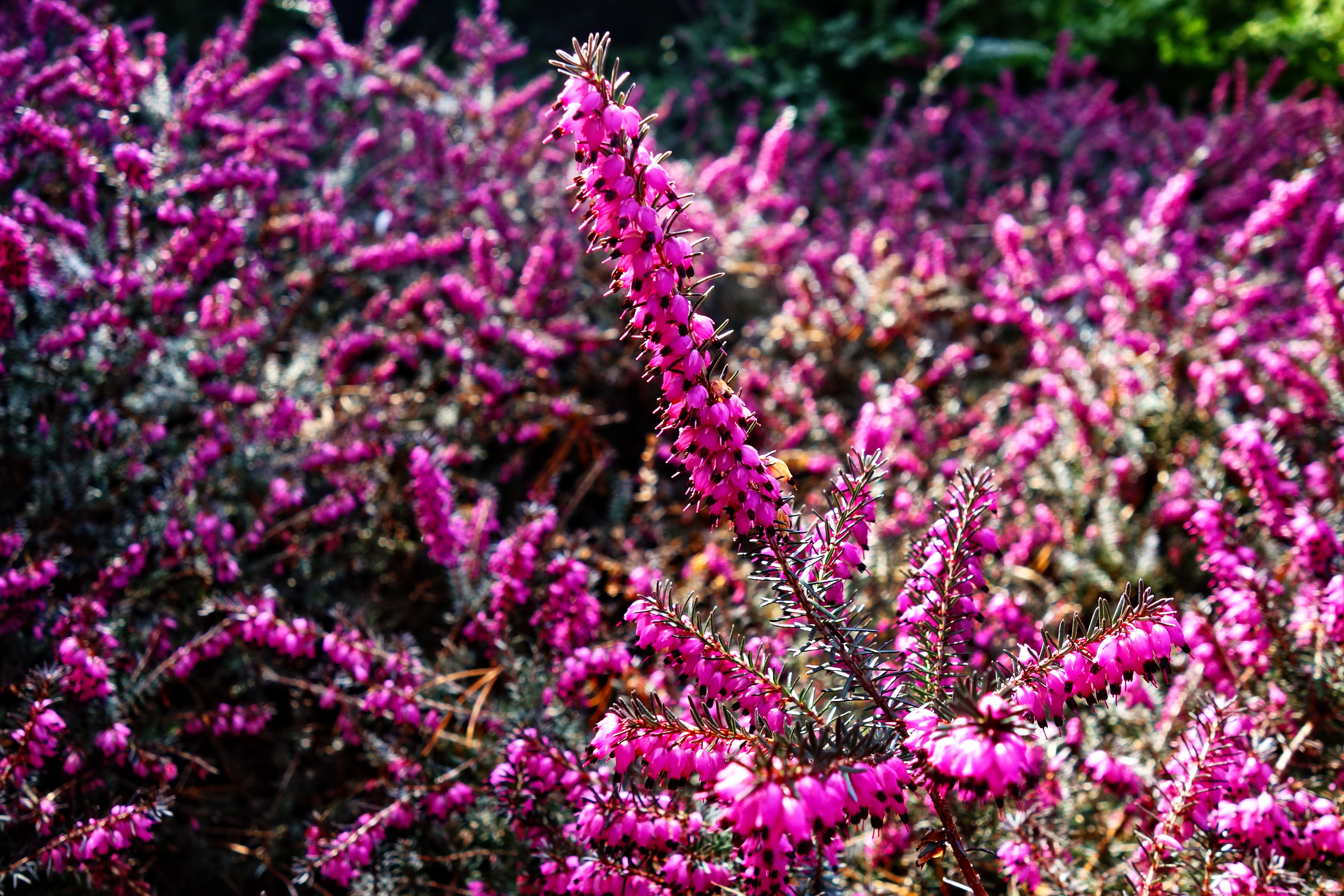 beauty in nature, flowerbed, 5K, growth, freshness, flowering plant, inflorescence, flower, springtime spring flowers, petaled, pink erica, erica, flowers, HD Wallpaper