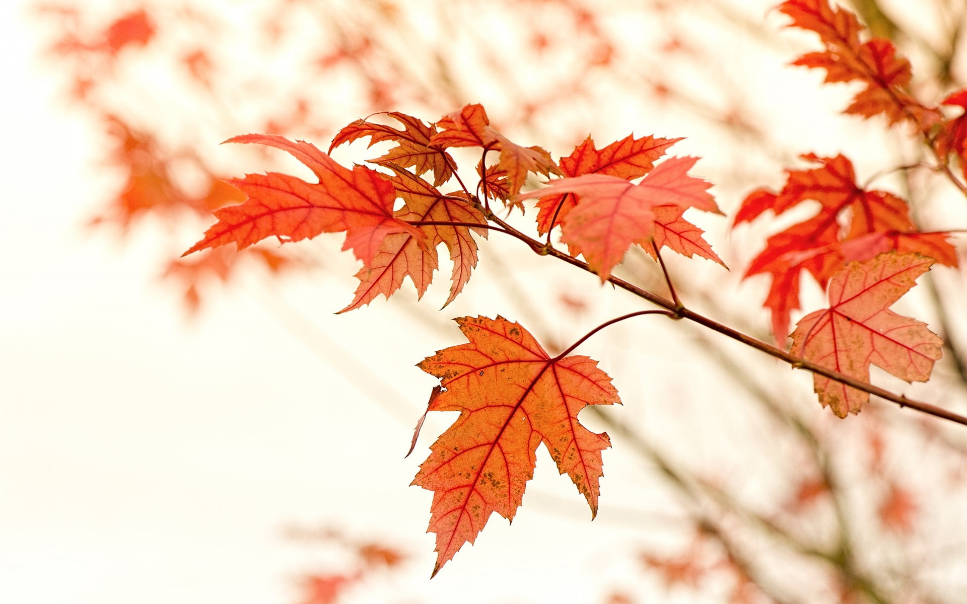 Leaves, Glare, Red, leaf, Autumn, Maple, 1080P, HD Wallpaper