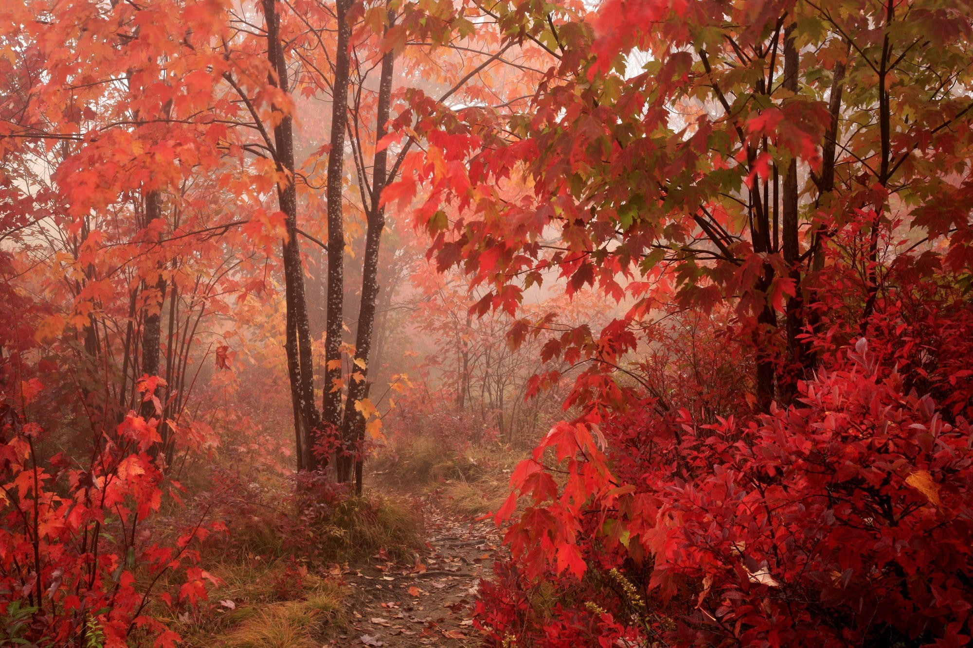 park, maple leaves, 1080P, trees, HD Wallpaper