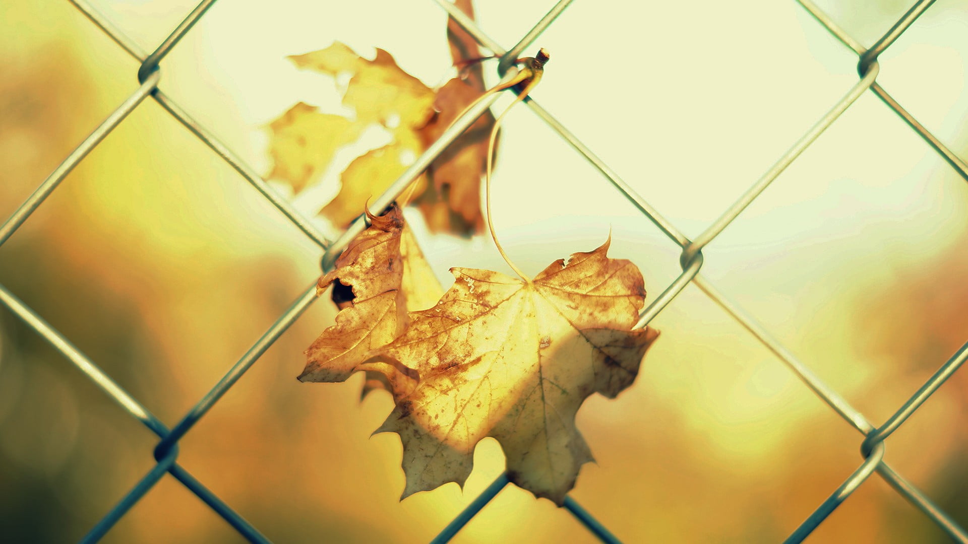 focus on foreground, sunlight, nature, plant part, dry, leaves, outdoors, two, 1080P, fence, metal, no people, wire, maple, protection, autumn, barrier, HD Wallpaper