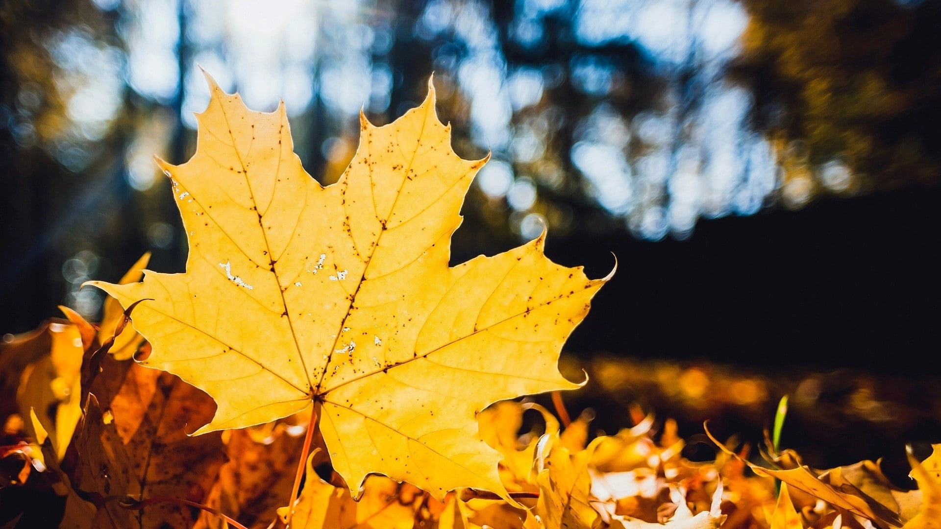maple leaf, 1080P, plant, closeup, nature, leaves, no people, fall, tree, day, sunlight, trees, change, tranquility, leaf, beauty in nature, focus on foreground, HD Wallpaper