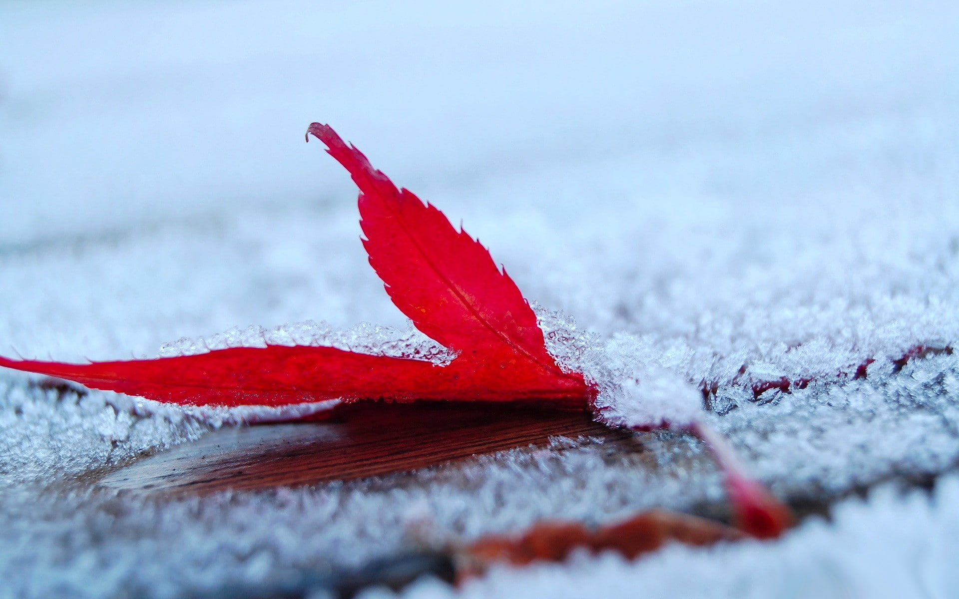 1080P, depth of field, nature, frost, leaves, maple leaves, HD Wallpaper