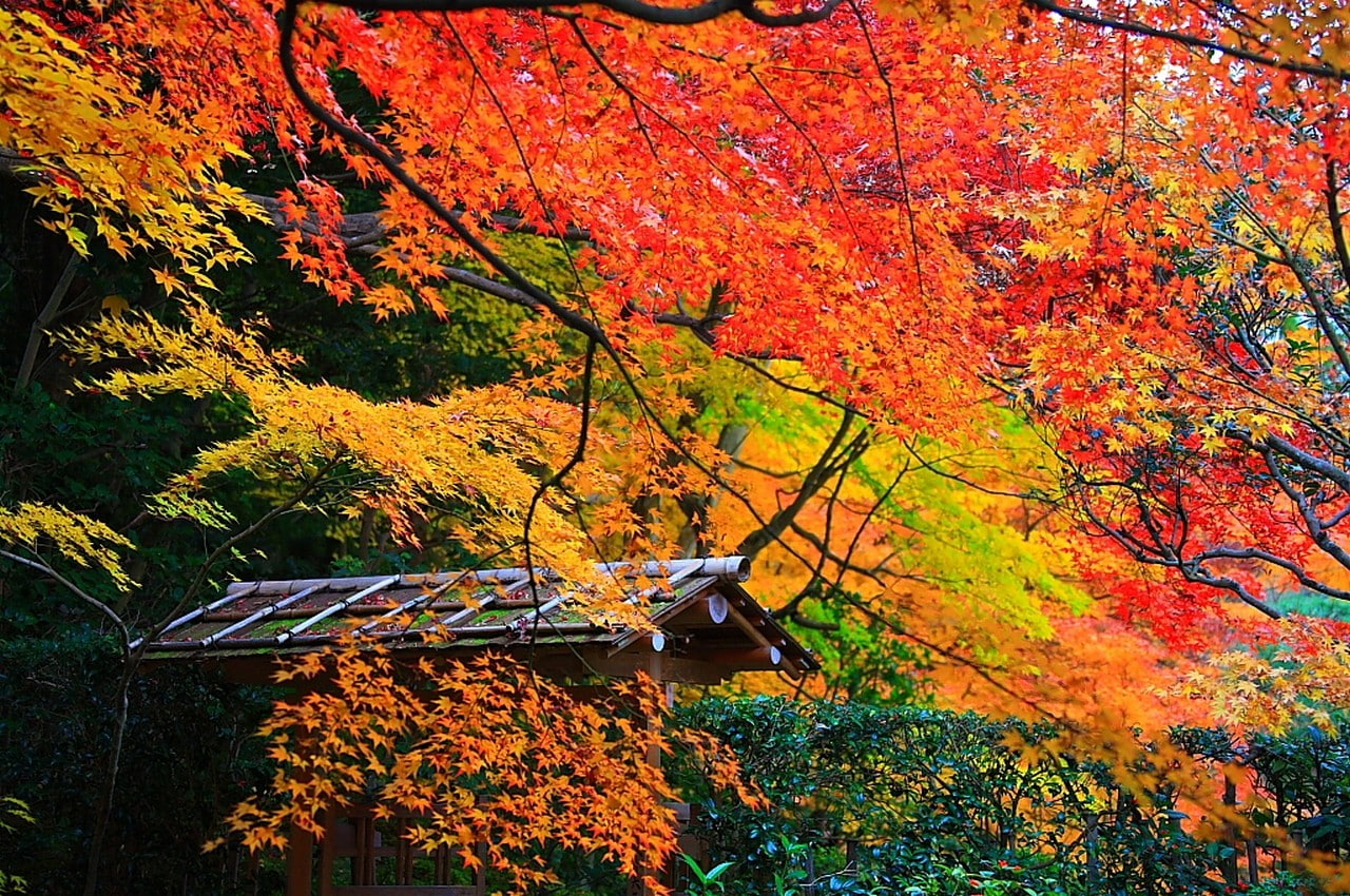 garden, trees, autumn collection, shrubs, fall, architecture, change, tranquility, no people, plant, leaf, plant part, 720P, land, landscape, growth, scenics - nature, HD Wallpaper