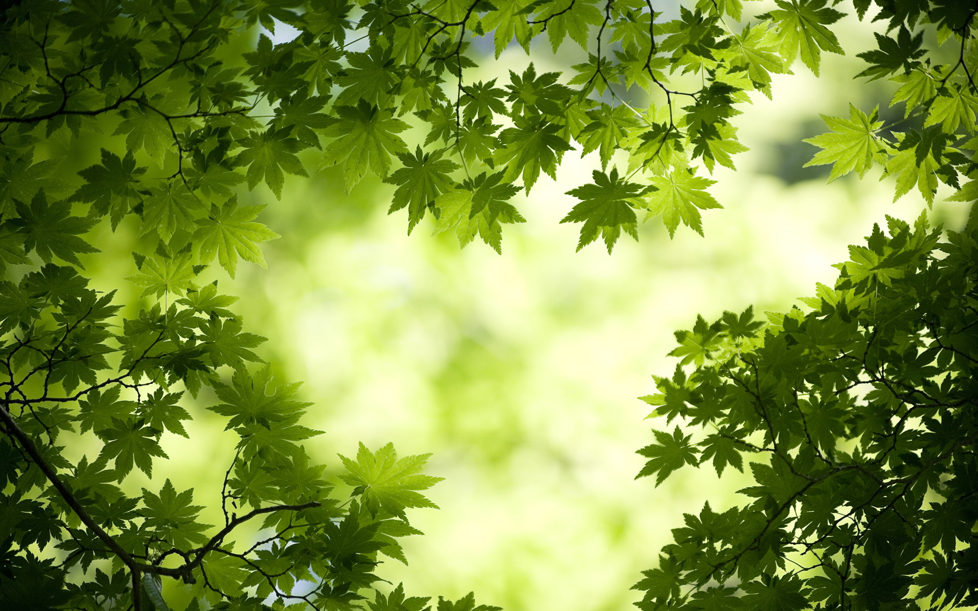 green, maple, tree, leaf, leaves, hd, 1080P, nature, landscape, HD Wallpaper