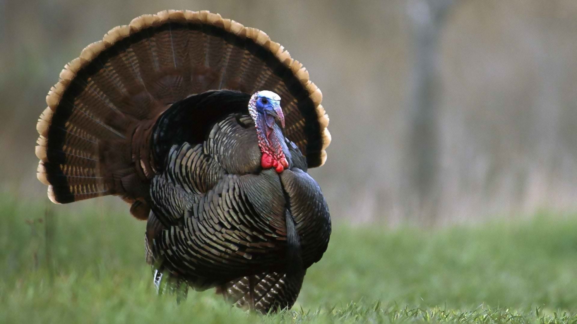 animal, one animal, no people, focus on foreground, close-up, turkey - bird, animals in the wild, bird, plant, Thanksgiving, feather, animal wildlife, 1080P, HD Wallpaper