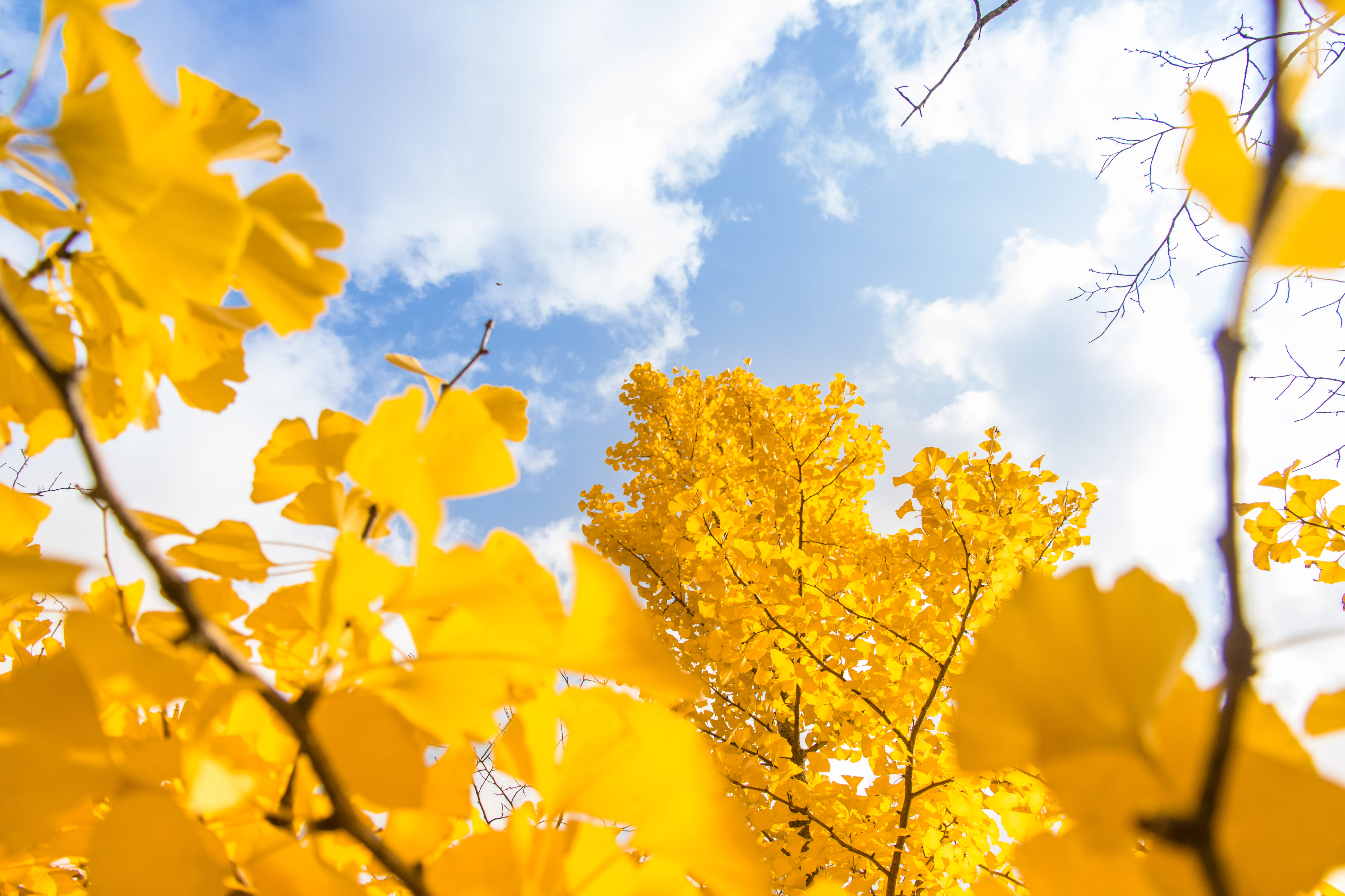  natural condition, tree, yellow, beauty in nature, sky, cloud - sky, plant part, clouds, low angle view, nature, change, flower head, day, 5K, HD Wallpaper