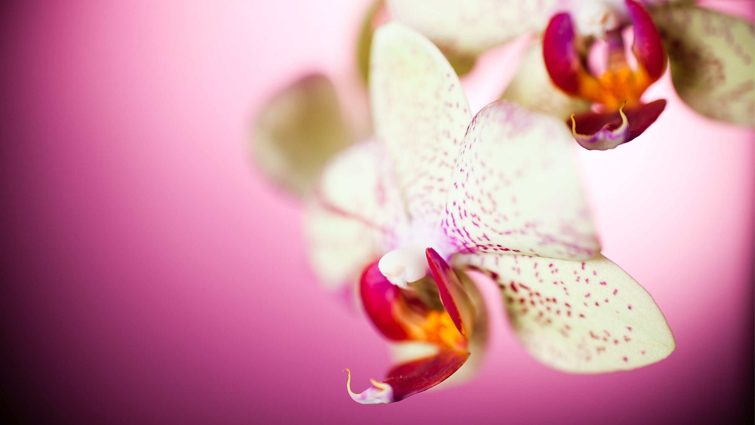 close-up, softness, orchid, petal, fragility, springtime, plant, growth, inflorescence, 2K, pink color, indoors, flower, white, no people, flowers, freshness, HD Wallpaper