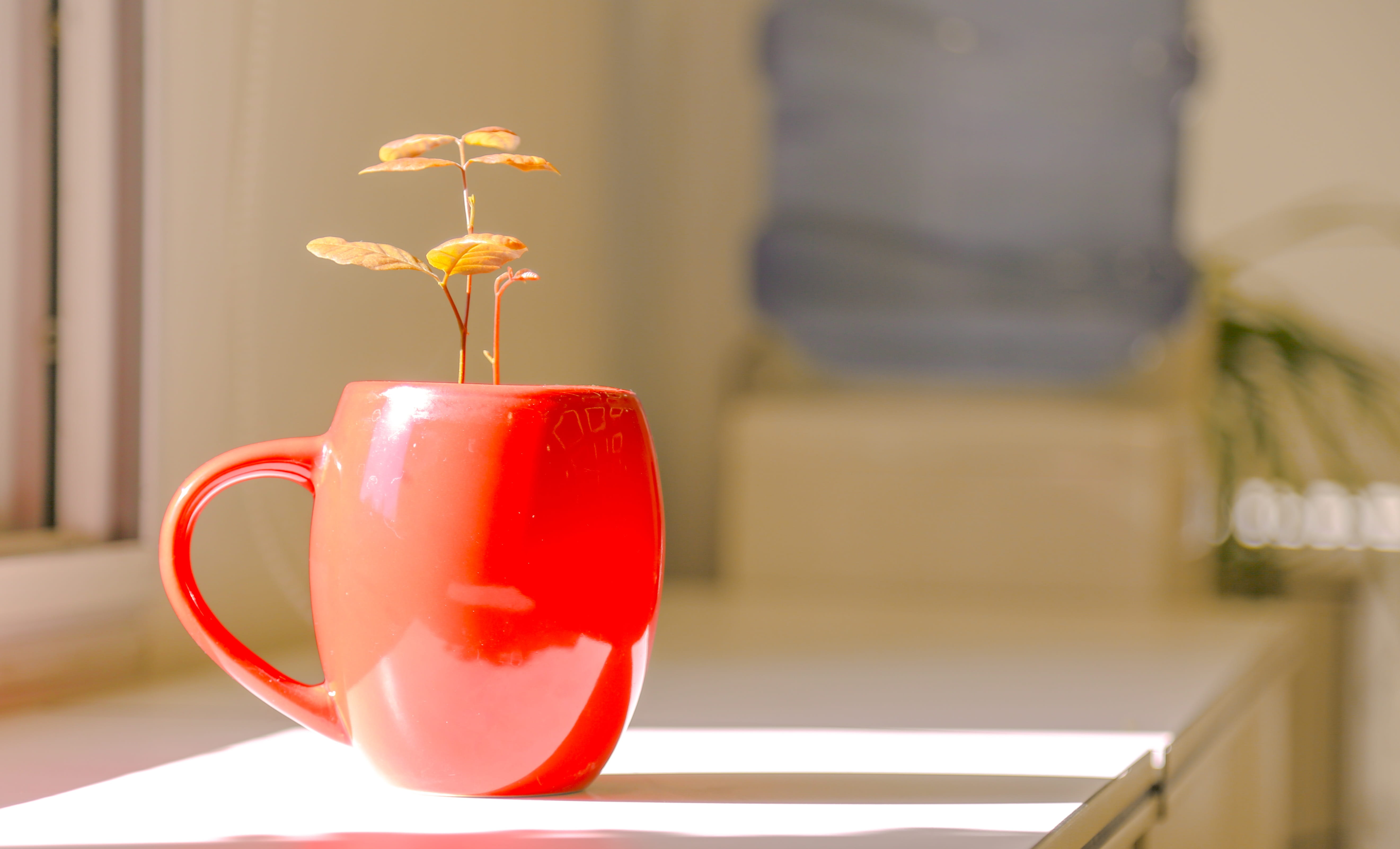flowering plant, desk, close-up, crockery, plant, ceramic, inside, yellow, brown, still life, no people, potted plants, little flower, drink, mug, table, HD Wallpaper