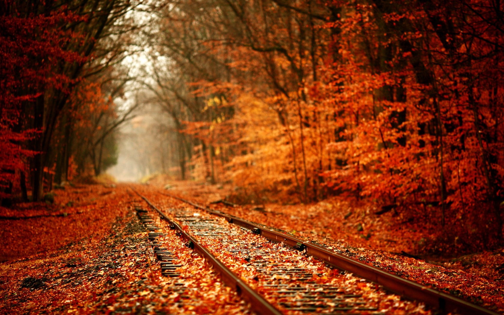 Nature, 720P, beautiful, railroad, Autumn, tree, natrue, forest, HD Wallpaper