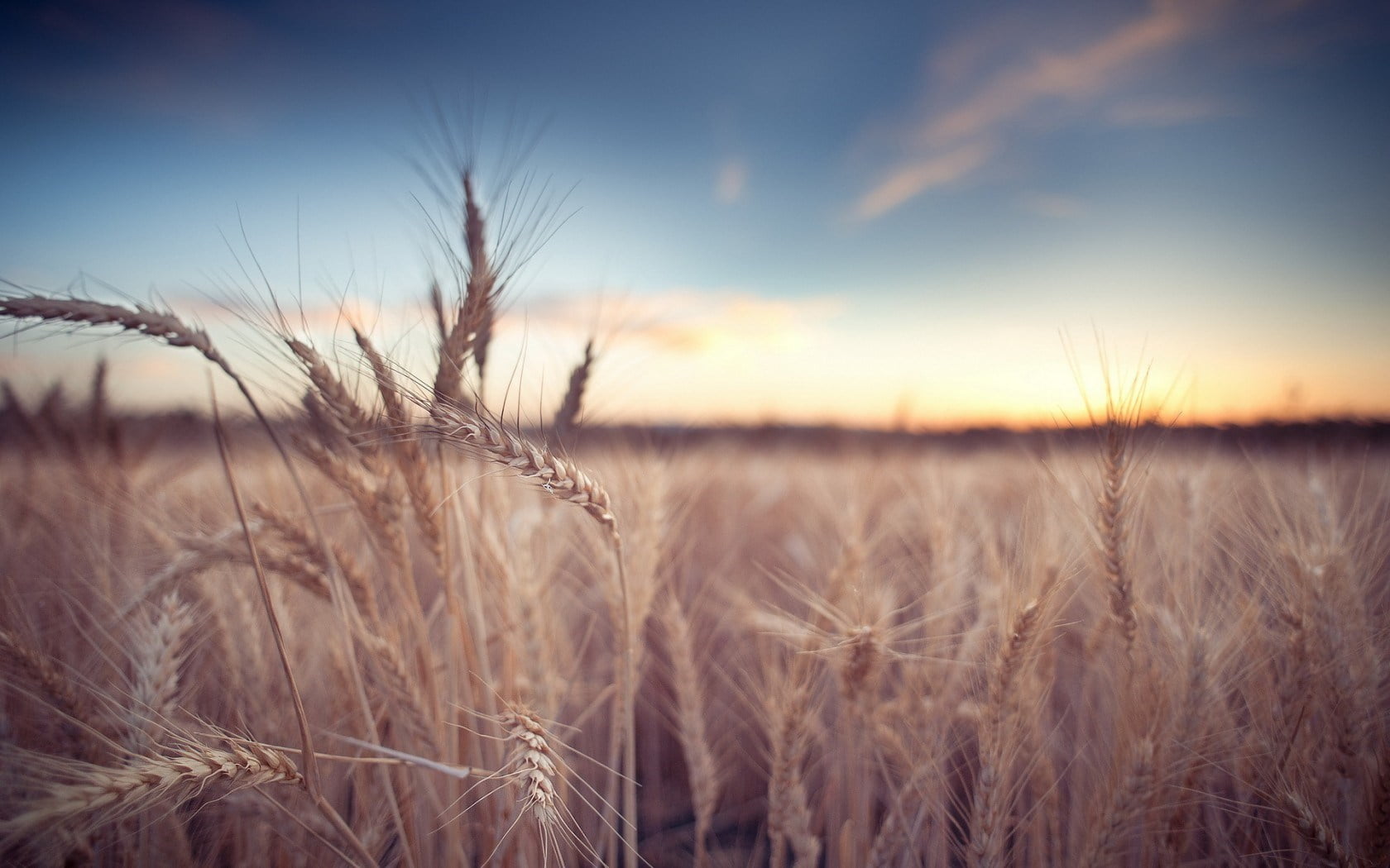 Plants, rural scene, plant, sunset, growth, cereal plant, crop, beauty in nature, brown, no people, field, Nature, natrue, tranquil scene, agriculture, HD Wallpaper