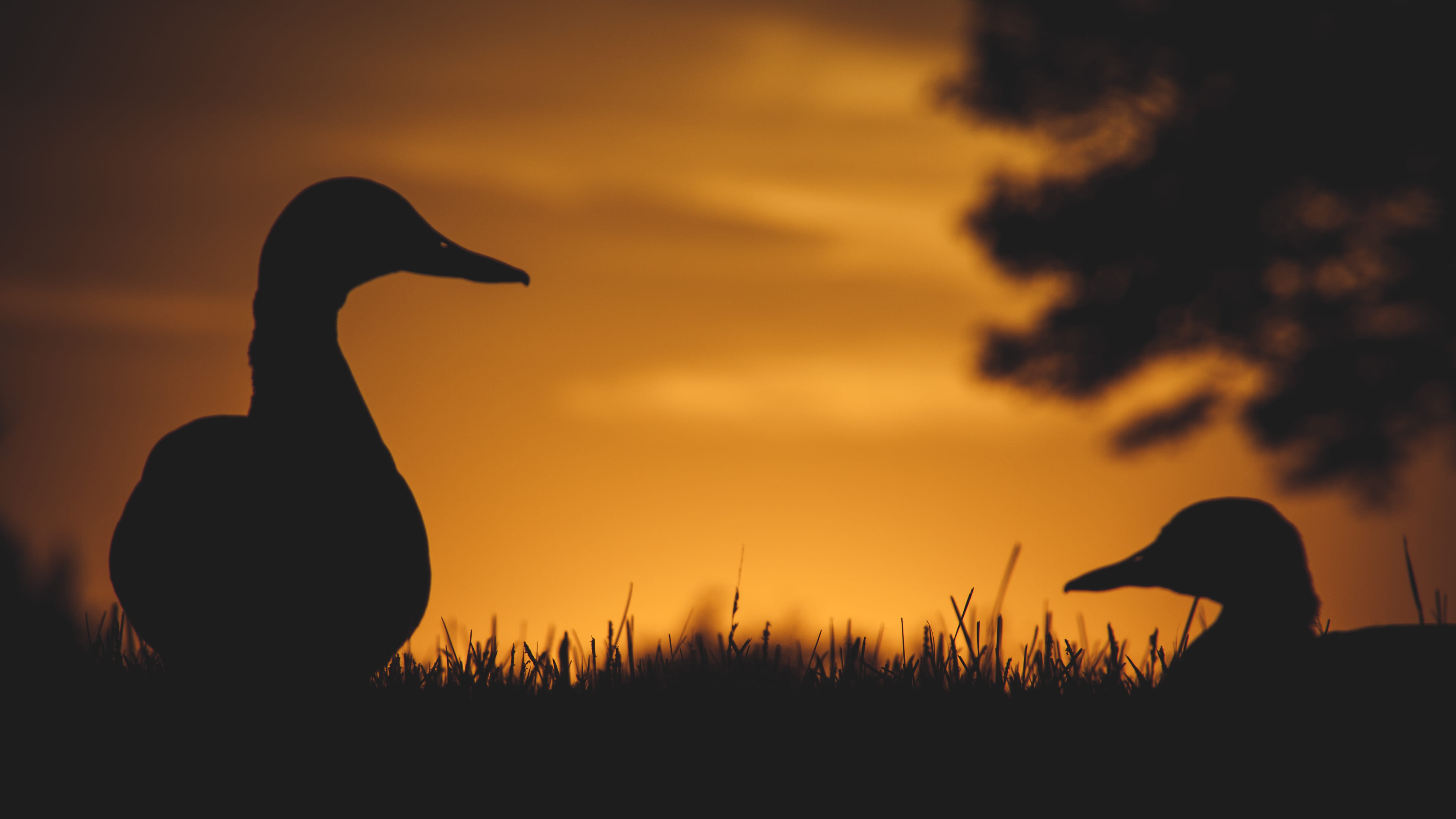 dawn, sunset, sunrise, 4K, fowl, nature, plant, sky, duck, beauty in nature, two, animal, vertebrate, natrue, orange, bird, mammal, evening, summer, standing, HD Wallpaper
