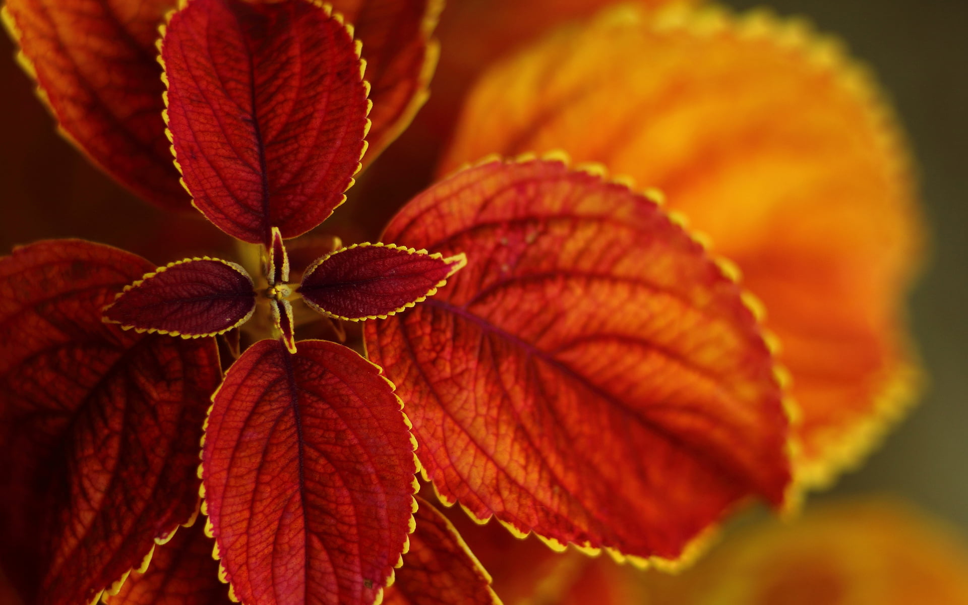 natrue, natural pattern, leaves, tree, change, close-up, plant part, Nature, 1080P, leaf vein, bush, plant, no people, leaf, orange color, vulnerability, HD Wallpaper