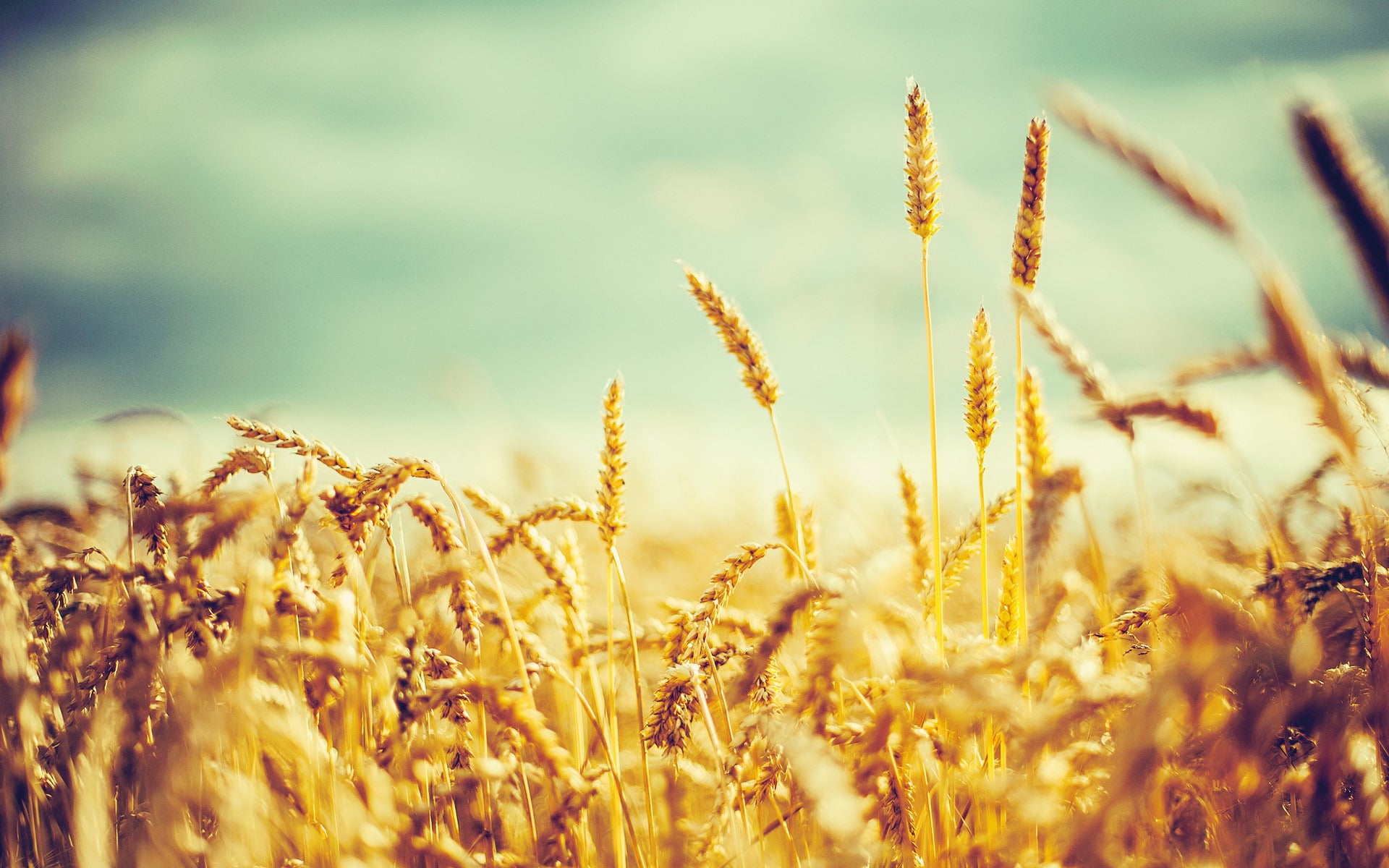 plant, selective focus, Nature, land, Plants, farm, vintage, no people, day, field, wheats, oat - crop, cereal plant, 1080P, stalk, crop, outdoors, landscape, HD Wallpaper