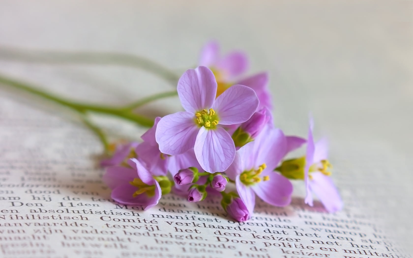 studio shot, purple, no people, close-up, flower head, book, freshness, still life, inflorescence, vulnerability, natrue, plant, bouquet, Nature, flower, HD Wallpaper