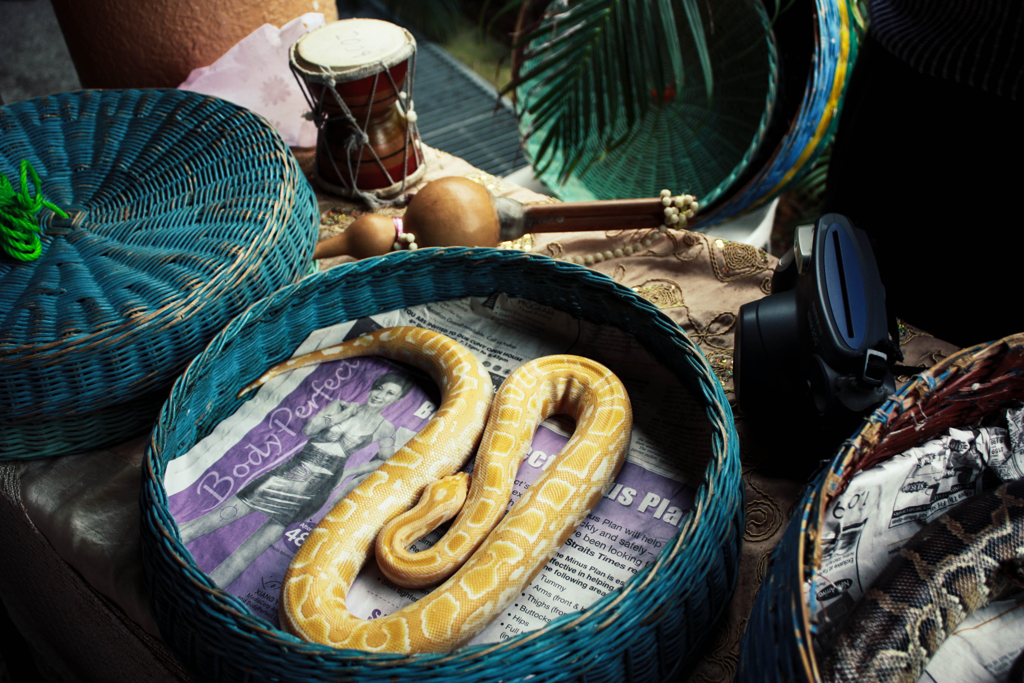 real people, hand, camera, basket, snake, food, nautical vessel, drum, human body part, food and drink, zoo, working, human hand, adult, day, wicker, holding, HD Wallpaper