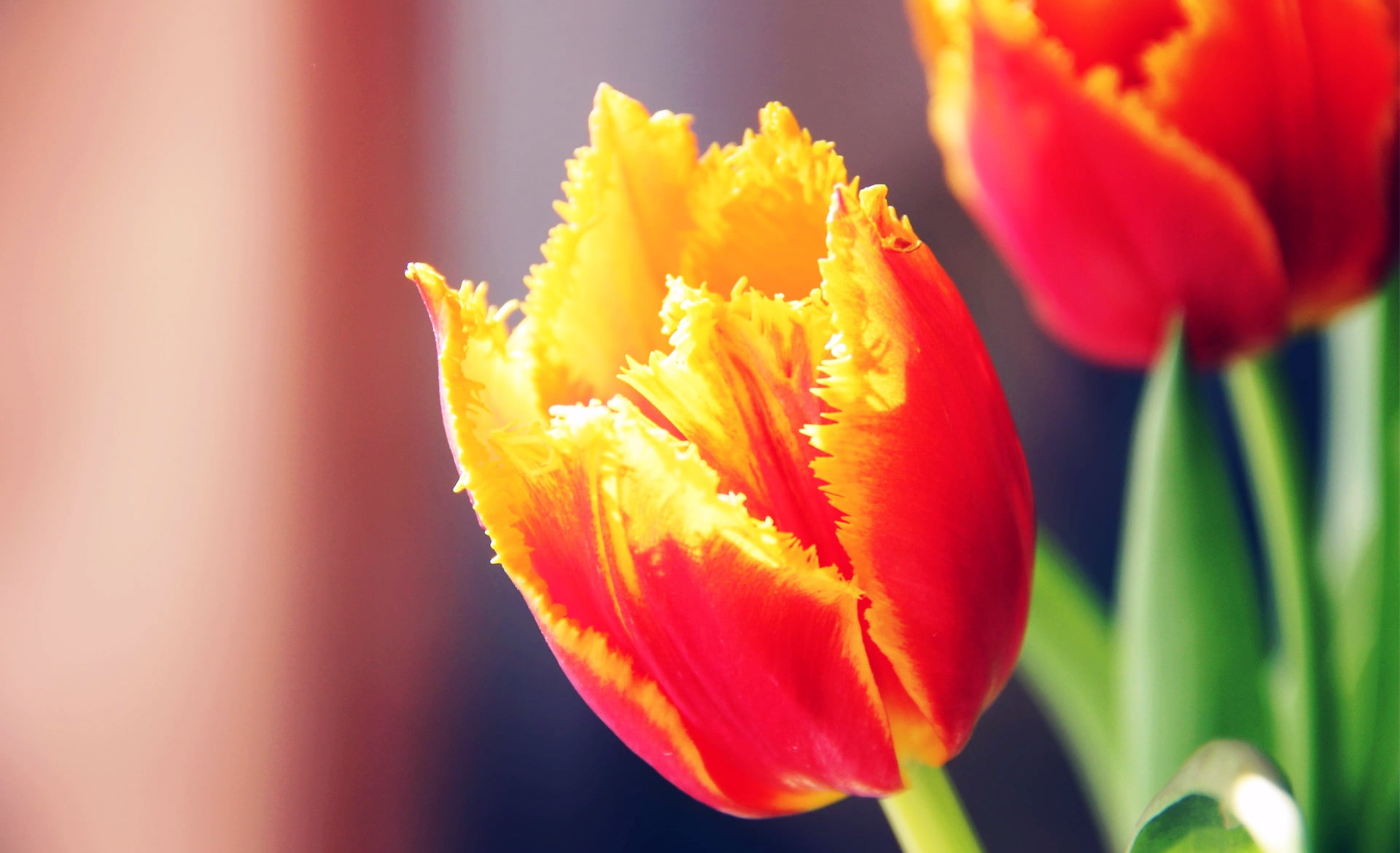 1080P, freshness, pollen, fragility, natrue, flower head, Nature, Flowers, spring, flowering plant, day, saffron, close-up, orange, beauty in nature, plant, HD Wallpaper