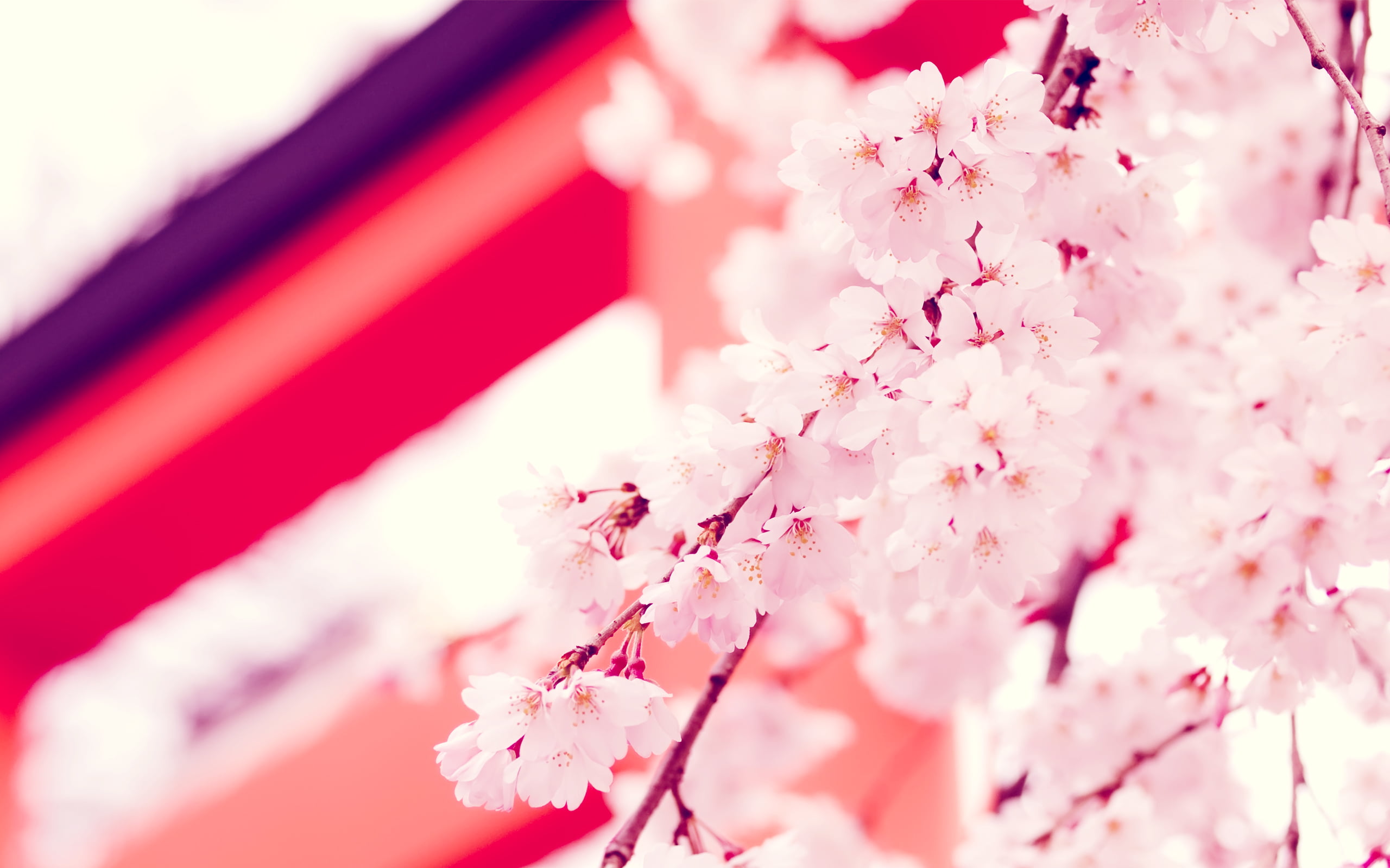 Flowers, growth, natrue, flower, close-up, white, blossom, fragility, springtime, flowering plant, cherry blossom, pink color, outdoors, flower head, day, HD Wallpaper