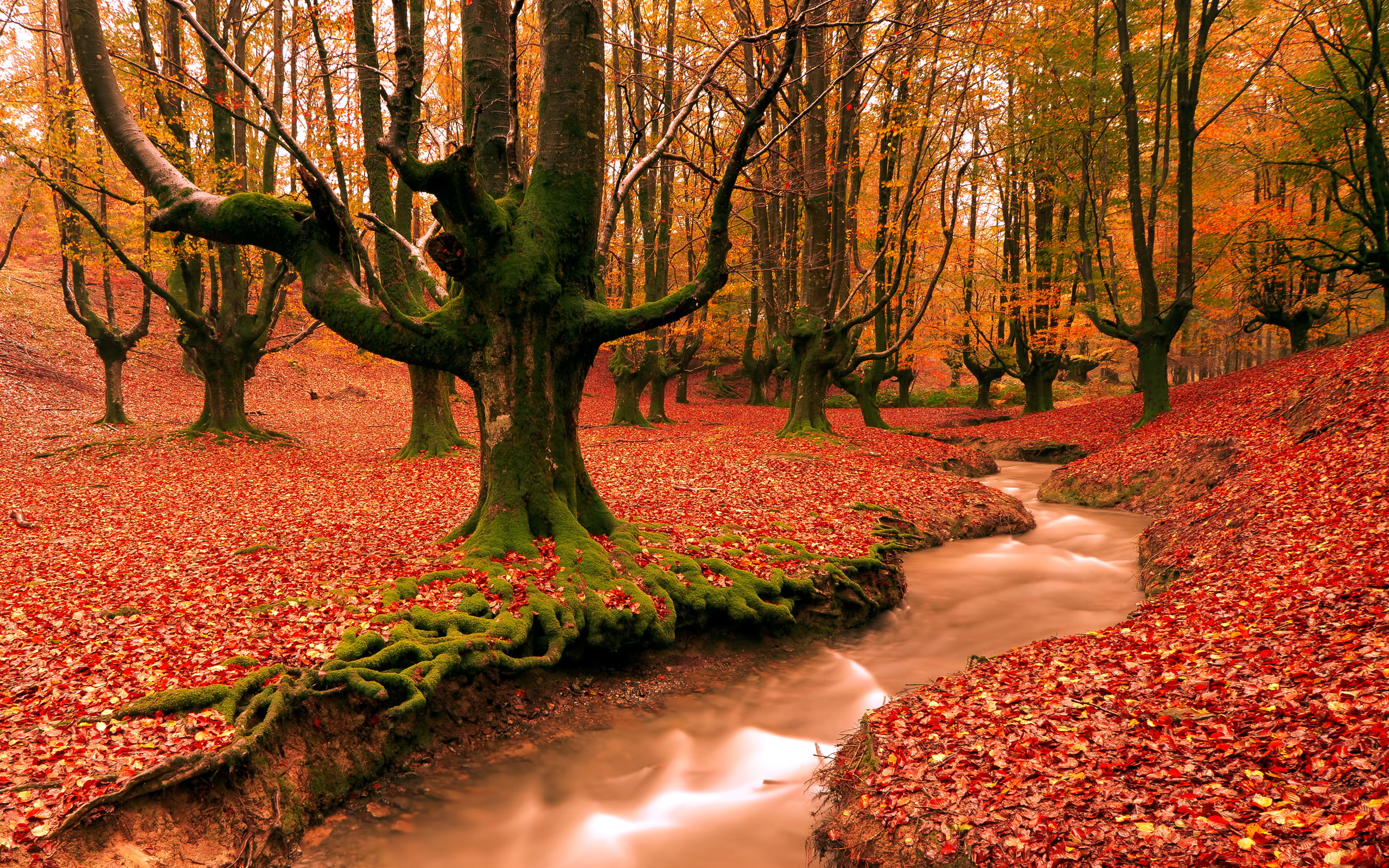 plant part, red, orange color, change, trunk, no people, leaf, plant, tree, river, Autumn, land, scenics - nature, tree trunk, growth, Nature, beauty in nature, HD Wallpaper