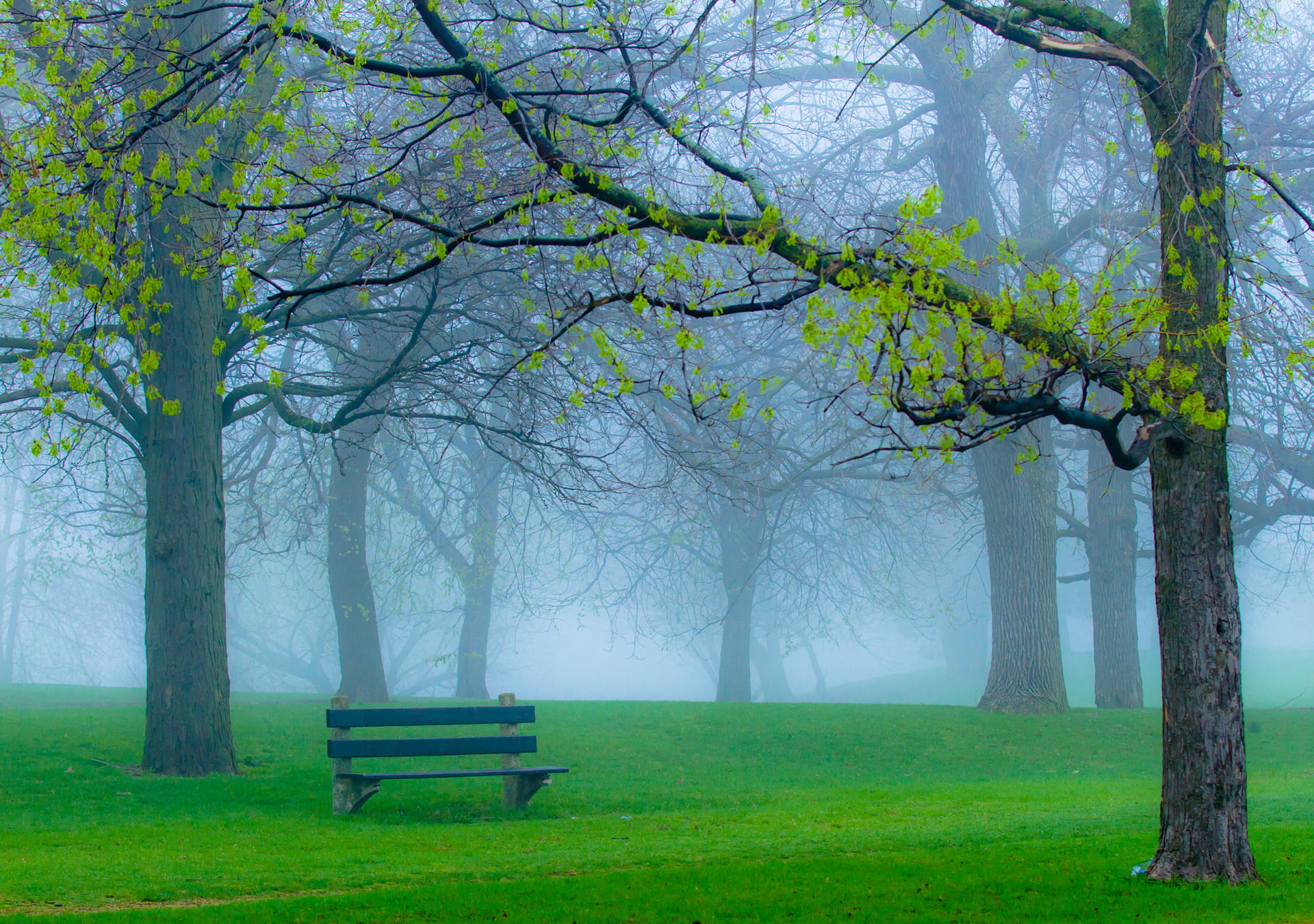 tree trunk, scenics - nature, woodland, green, 1080P, natrue, grass, plant, tree, outdoors, park, tranquility, park bench, Winter, park - man made space, HD Wallpaper